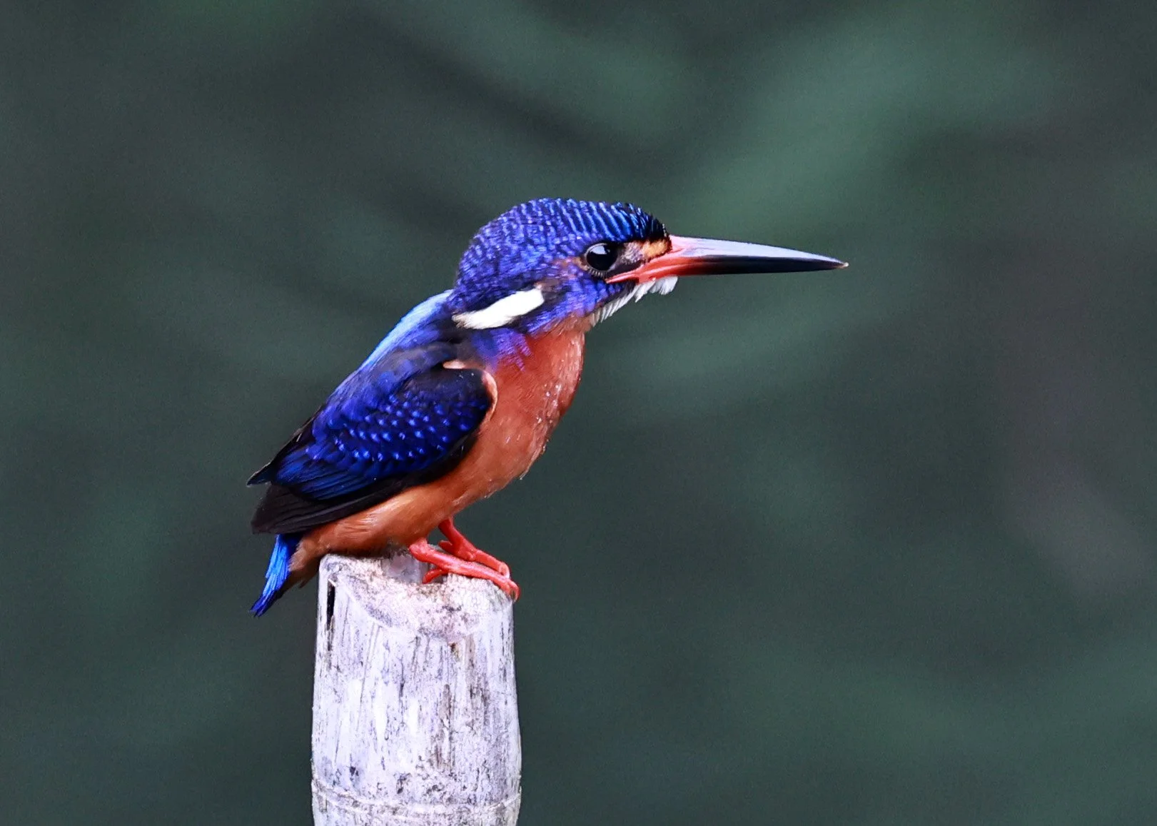 Kingfisher - lue-eared kingfisher - Alcedo meninting - Hala Bala National Wildlife Sanctuary Thailand (2).jpg