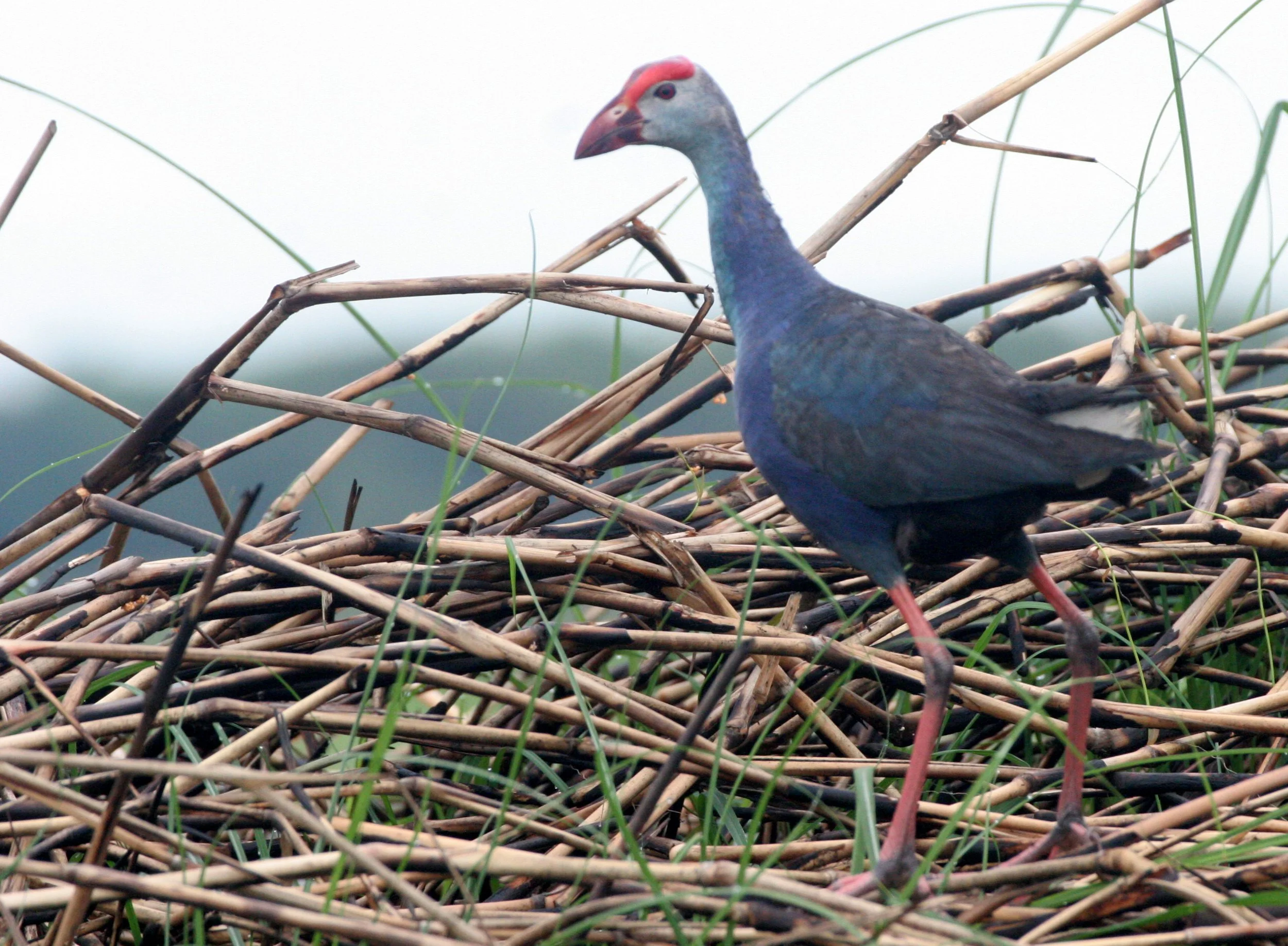 Purple Swamphen (Porphyrio porphyrio) Bueng Boraphet Wetlands Thailand (20).JPG