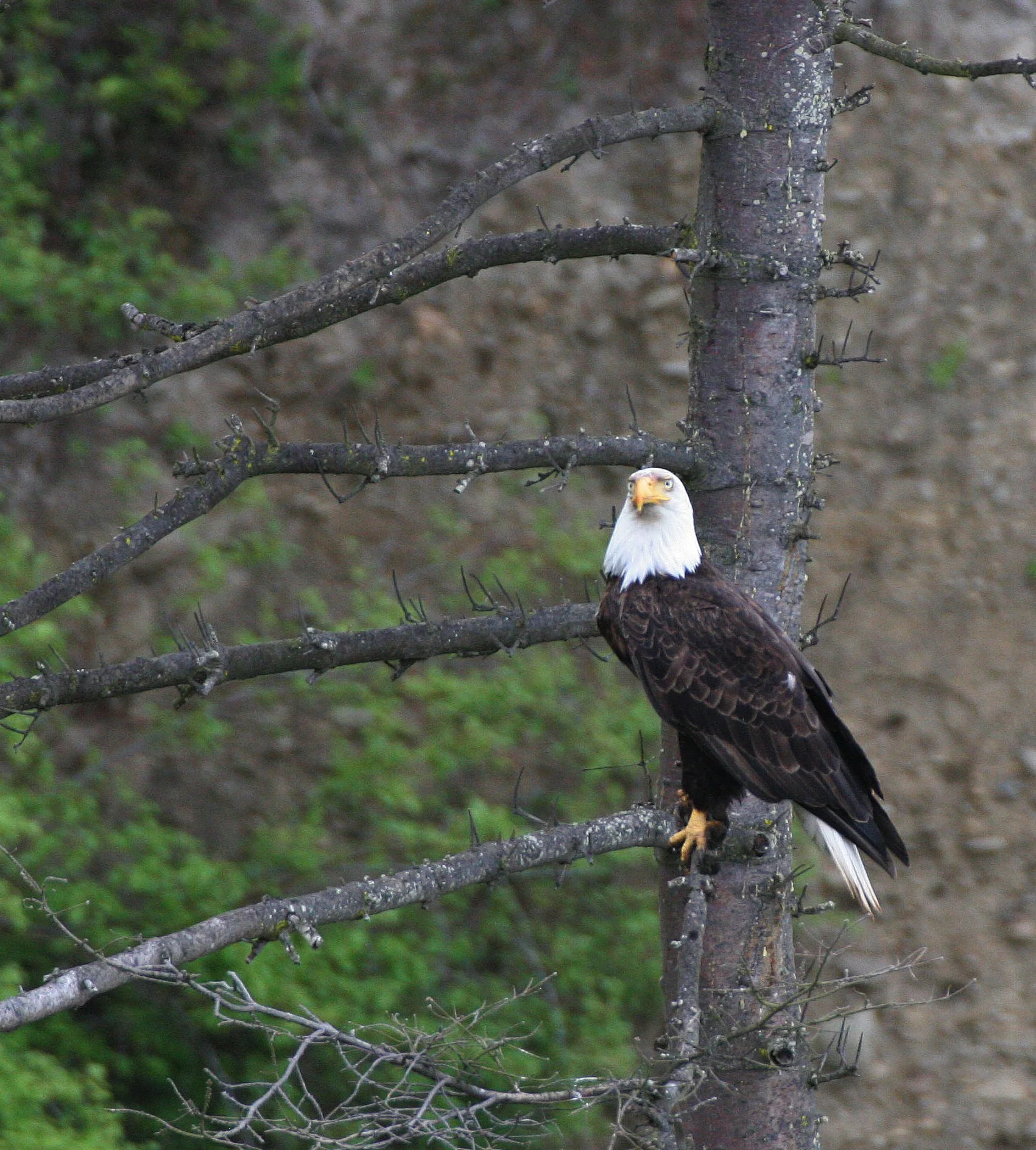 Haliaeetus leucocephalus - AMERICAN BALD EAGLE - LAKE FARM BLUFFS WASHINGTON (285).JPG