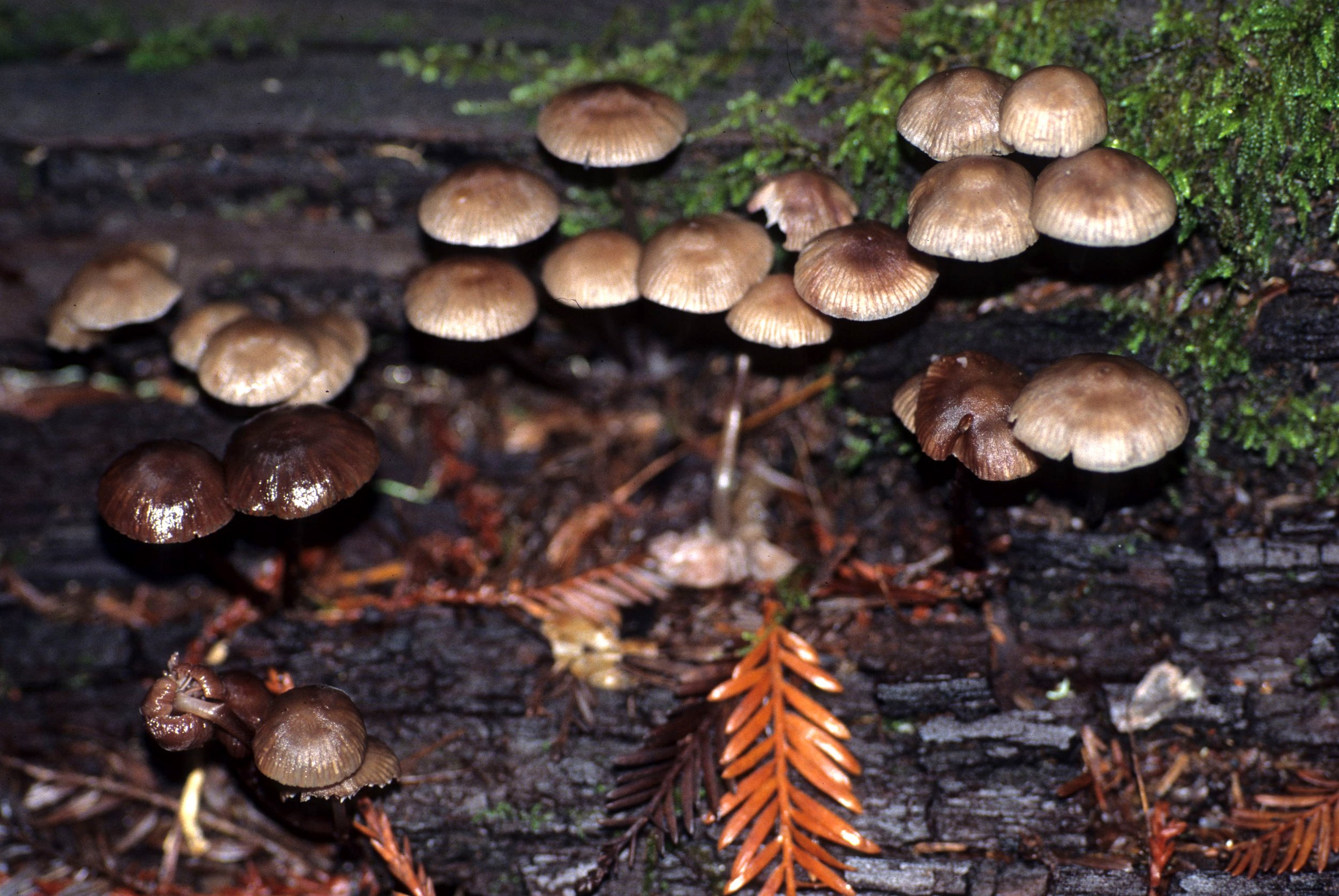 CALIFORNIA - REDWOODS NP AREA - FUNGI SPECIES (3).jpg