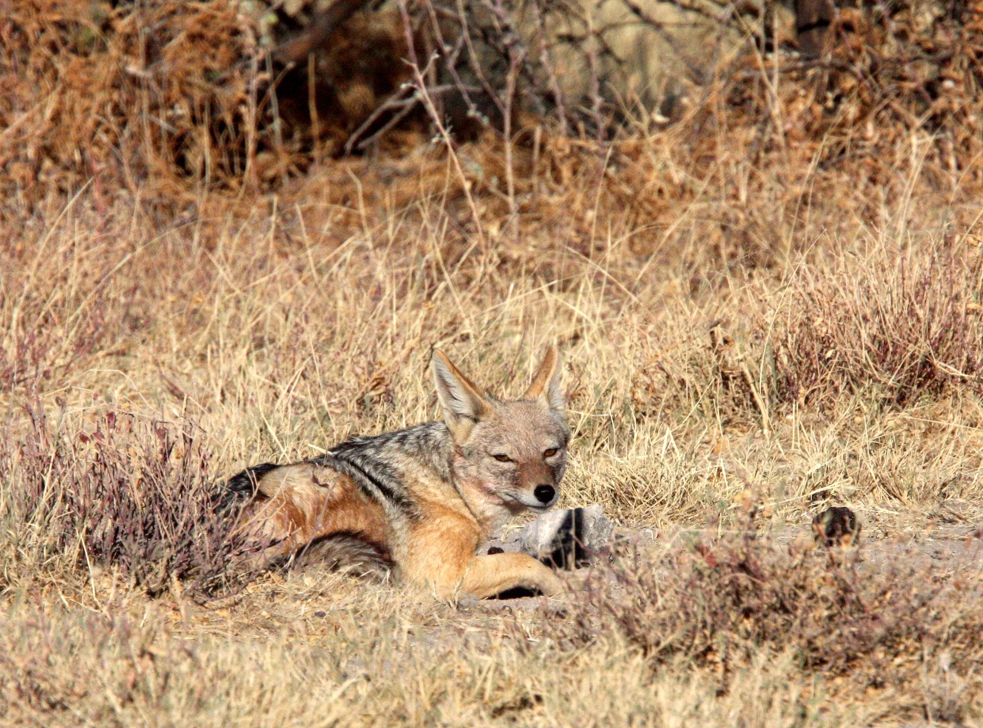 JACKAL - Lupulella mesomelas mesomelas - CAPE BLACK-BACKED JACKAL - ETOSHA NATIONAL PARK NAMIBIA (1).JPG