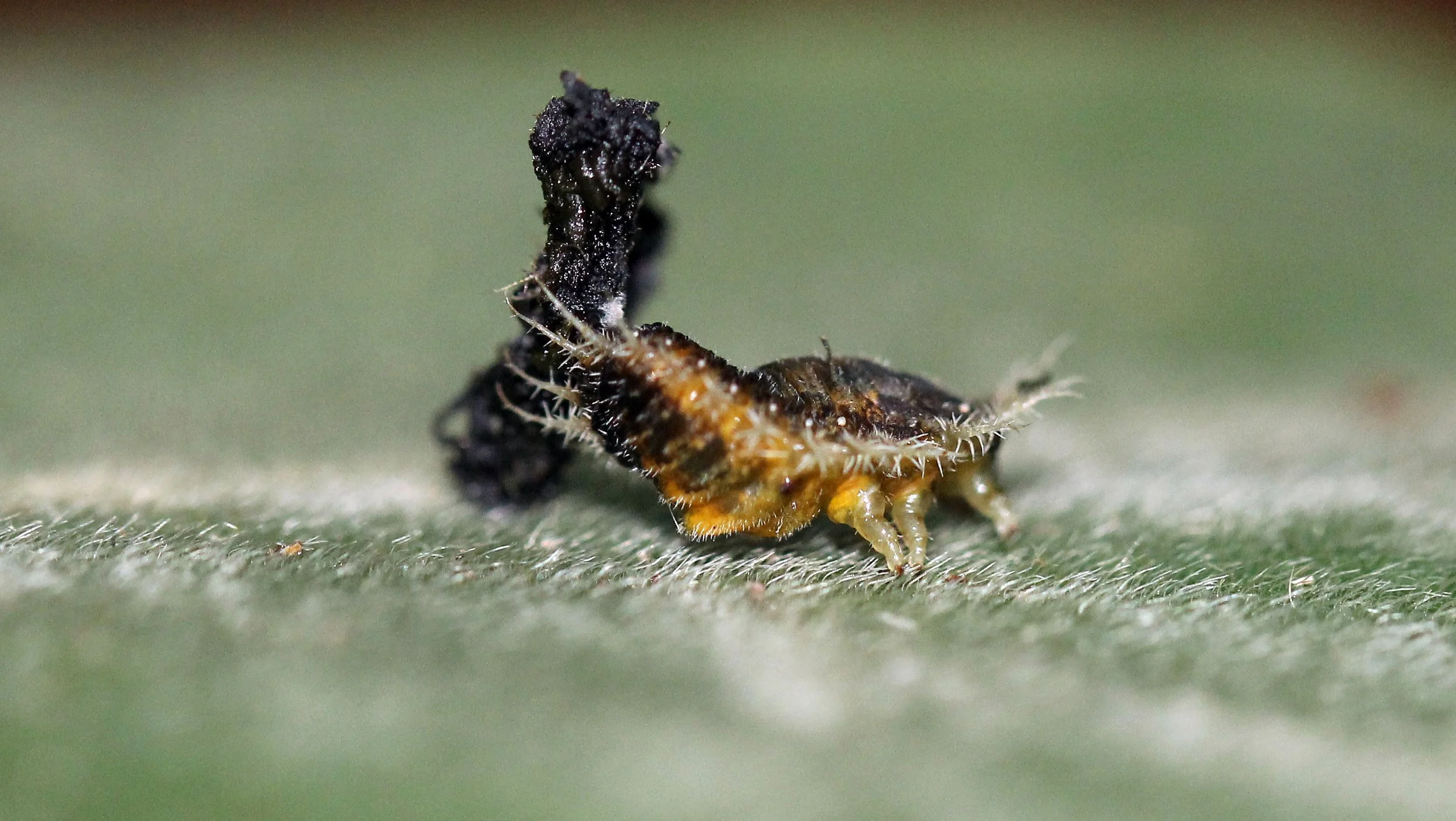 Charidotella sexpunctata - Golden Tortoise Beetle Larva with Fecal Shield - Koh Lanta, Thailand (16).JPG