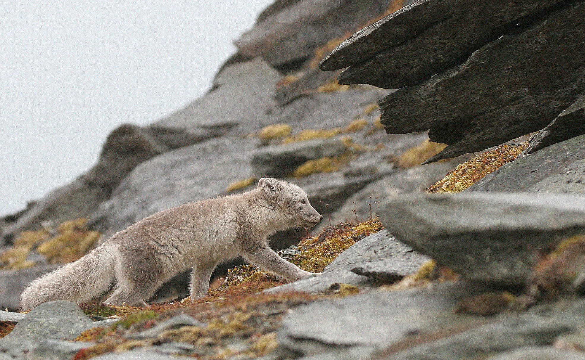 Svalbard Arctic Fox