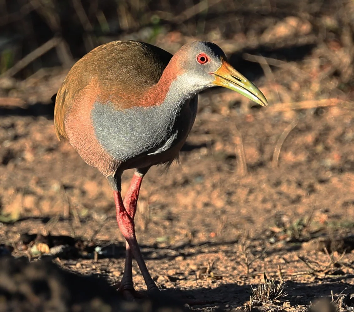Gray-cowled Wood-Rail (Aramides cajaneus) Reserva Natural Canada el Carmen, Paraguay  (3).jpg