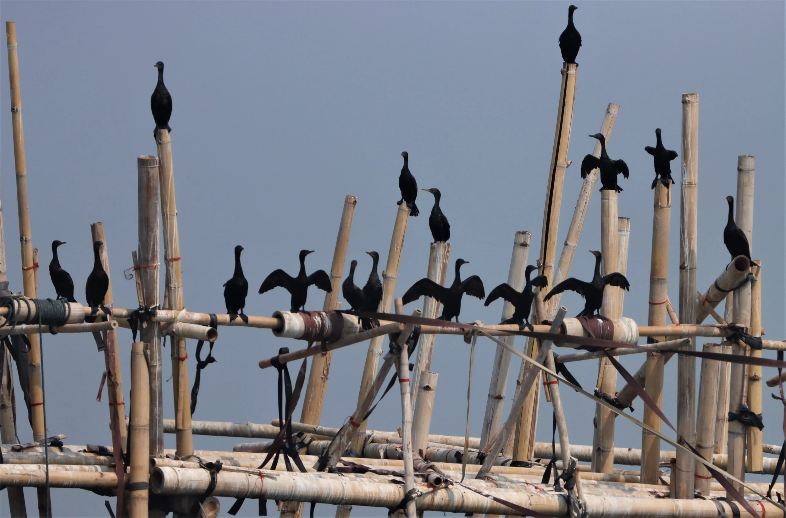 Microcarbo niger - Little Cormorant - Northeastern Gulf of Thailand near Chachoengsao (3).jpg