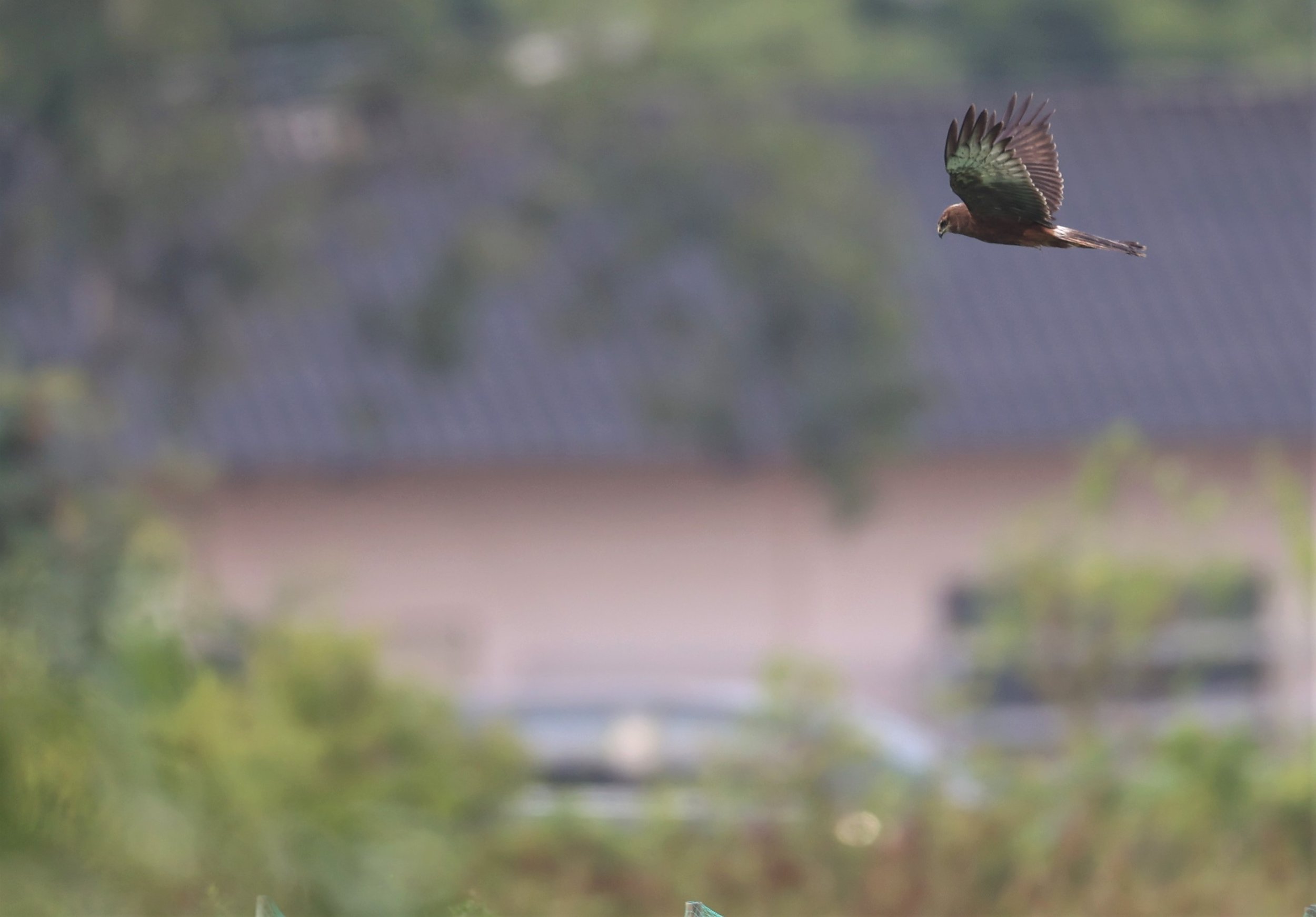 HARRIER - EASTERN MARSH HARRIER - Circus spilonotus -PATHUM THANI RICE RESEARCH CENTER 06 NOV 2021 (26).jpg