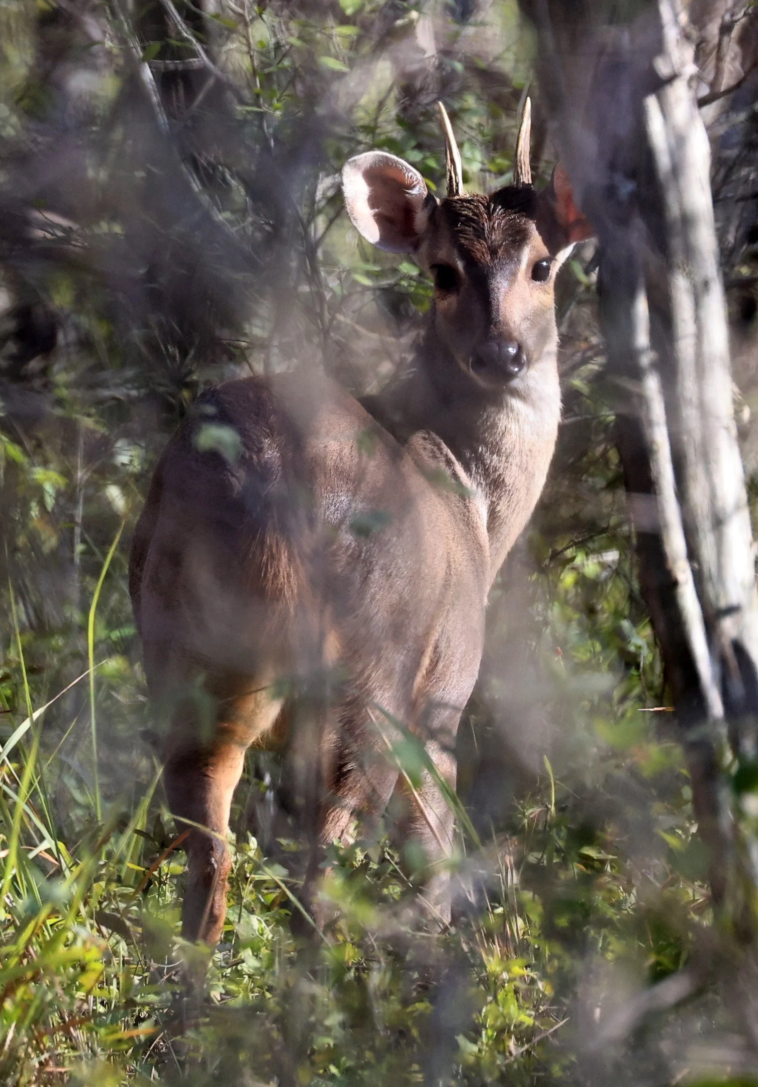 Southern Brown Brocket (Subulo gouazoubira) Selva Serena Natural Reserve (49).jpg