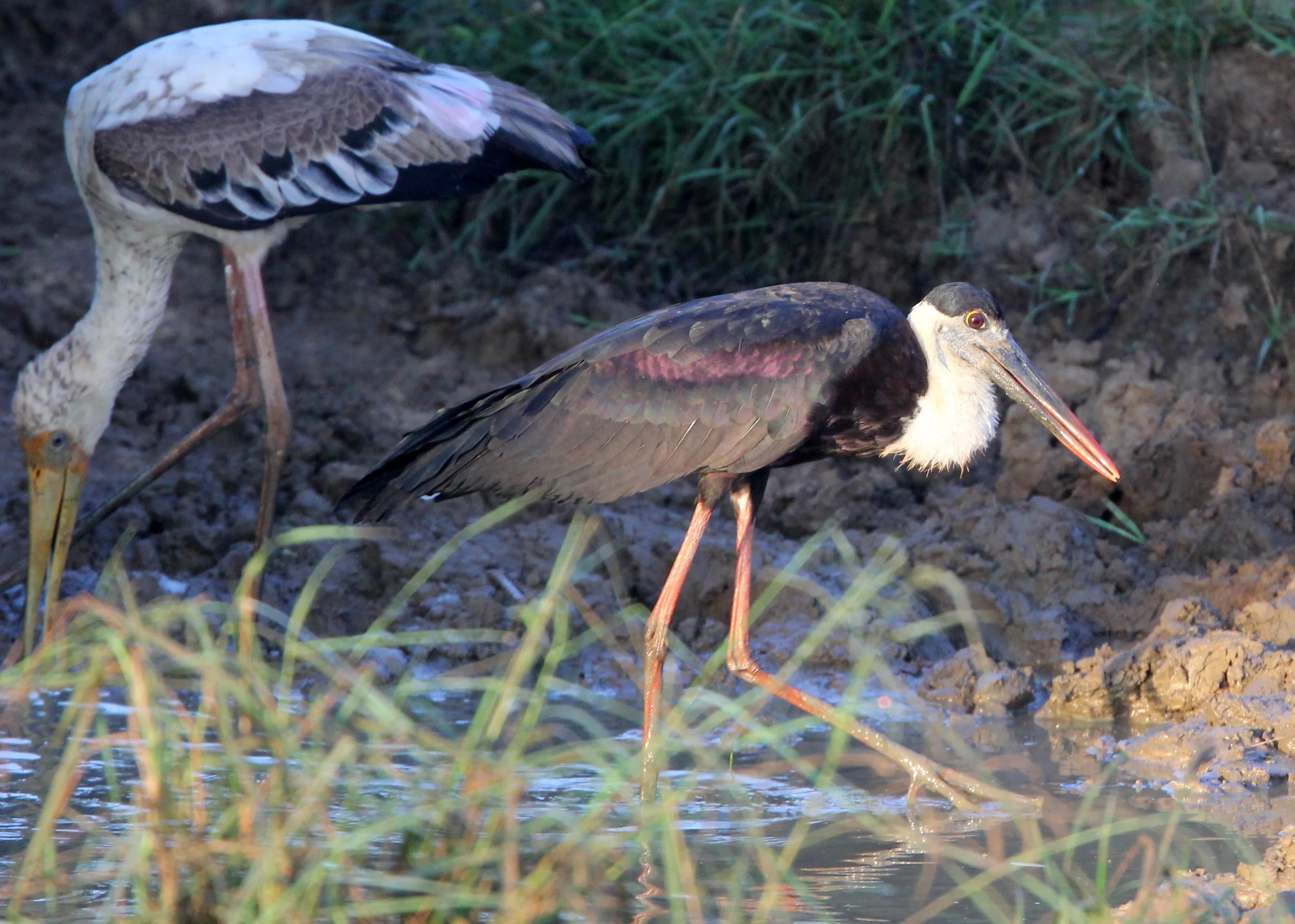 STORK - WOOLLY-NECKED STORK - Ciconia episcopus - UDAWALAWA NATIONAL PARK SRI LANKA (6).JPG