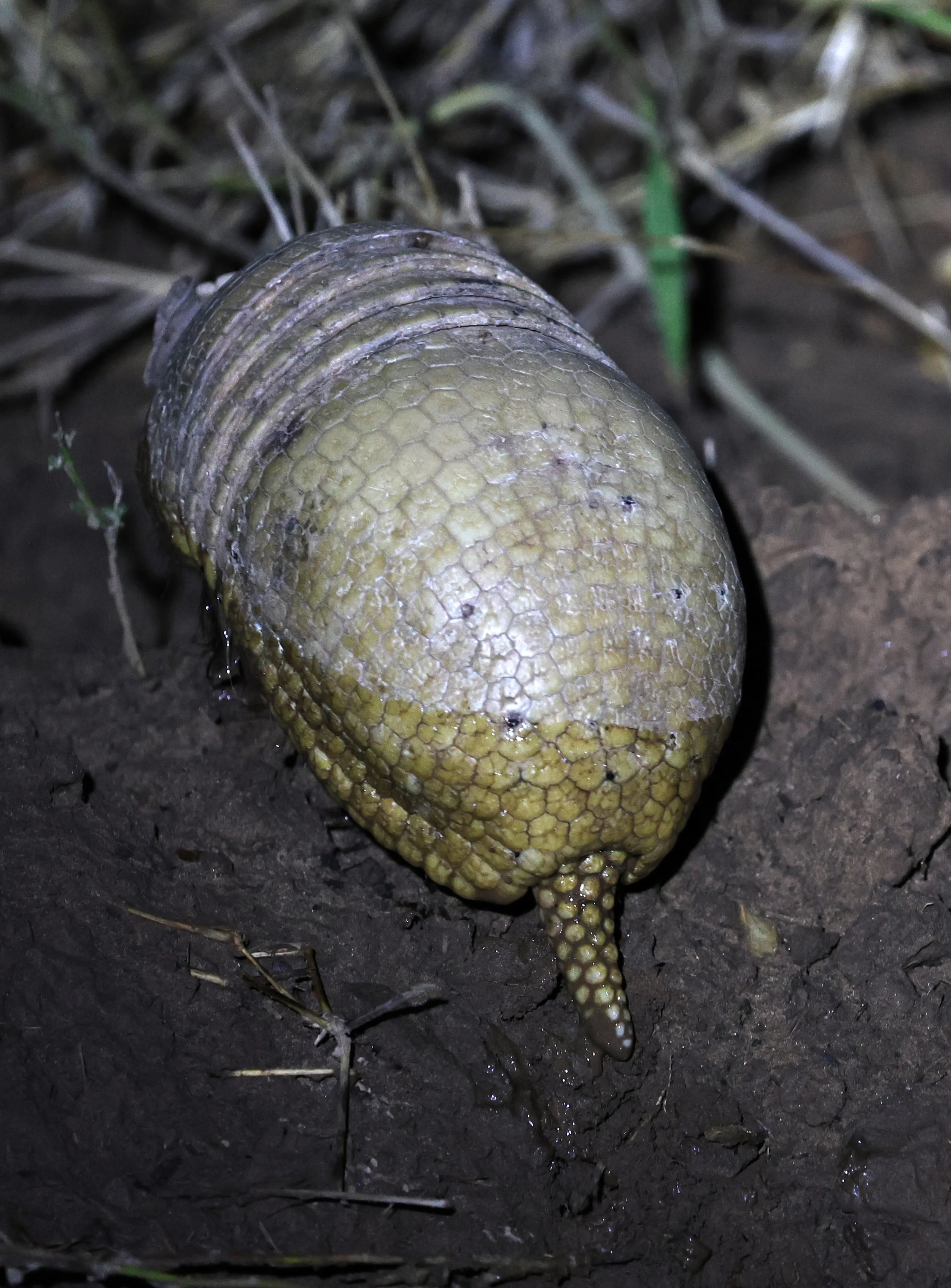 Southern Three-banded Armadillo (Tolypeutes matacus)