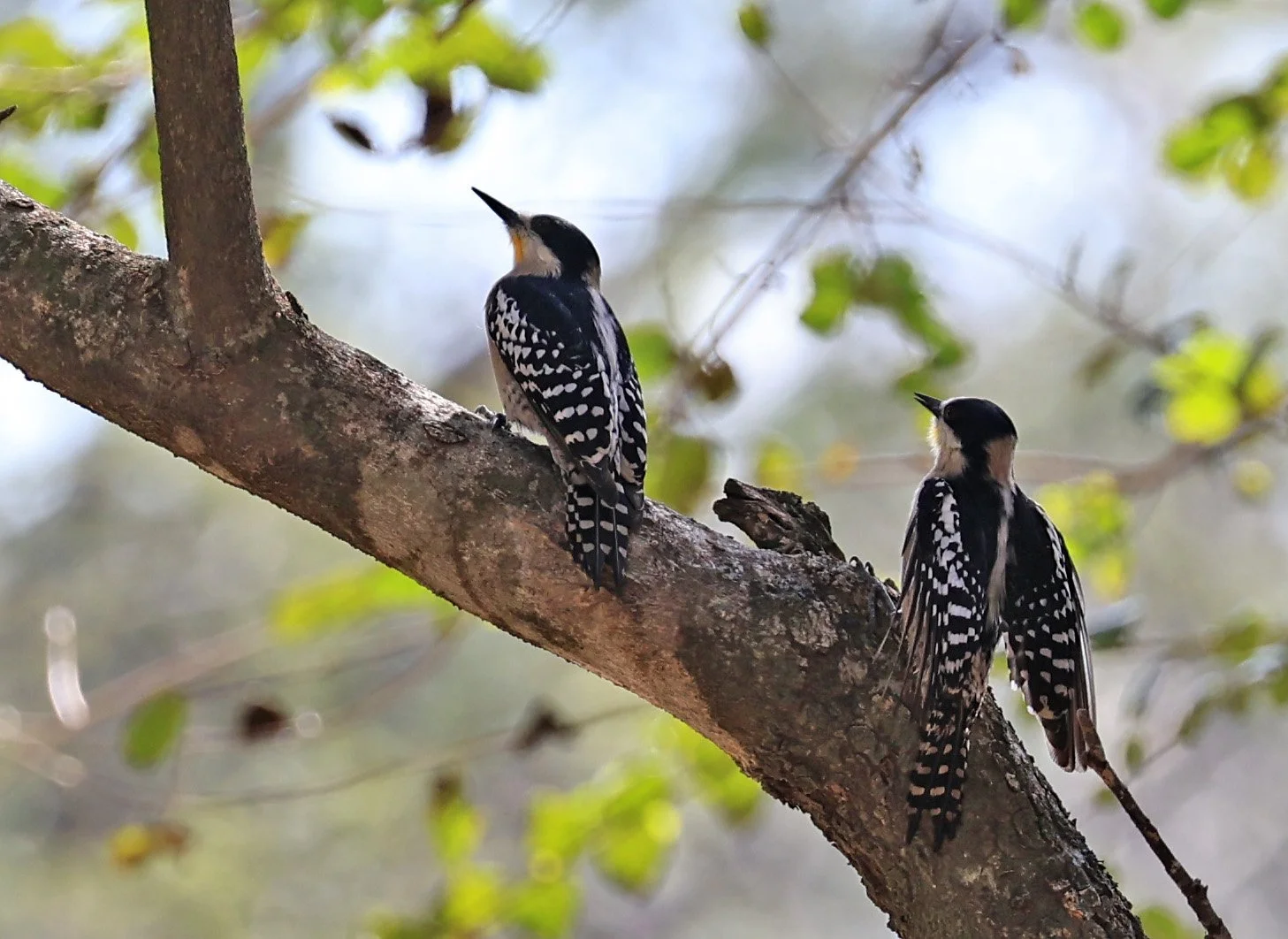 White-fronted Woodpecker (Melanerpes cactorum) Hotel Campestre Iparoma Paraguay (17).jpg