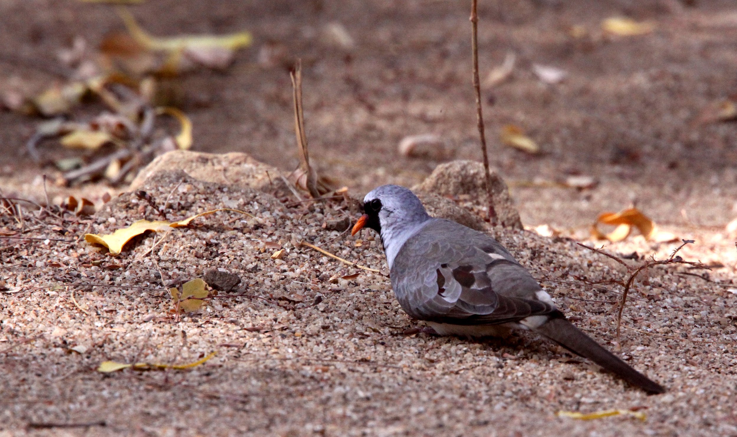 Namaqua Dove (Oena capensis) Kirindy NP Madagascar (7).JPG