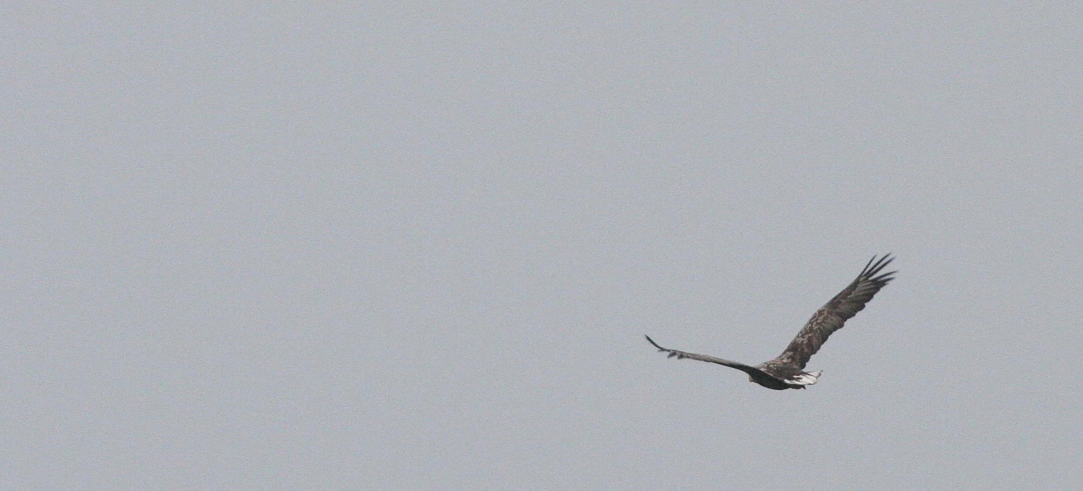 Haliaeetus albicilla - WHITE-TAILED SEA EAGLE - HORNOYA NORWAY (3).jpg