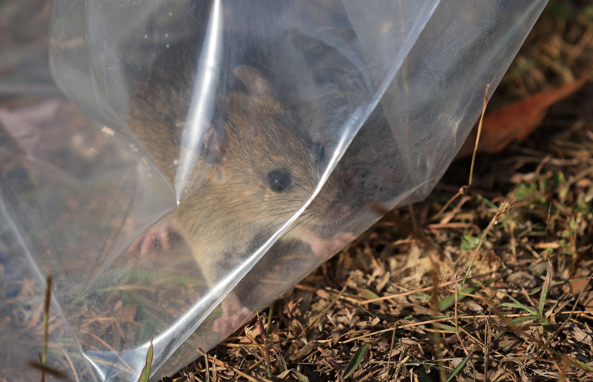 Little Indochinese Field Rat (Rattus sakeratensis) Kaeng Krachan National Park ESS Expedition 2026 (4).jpg