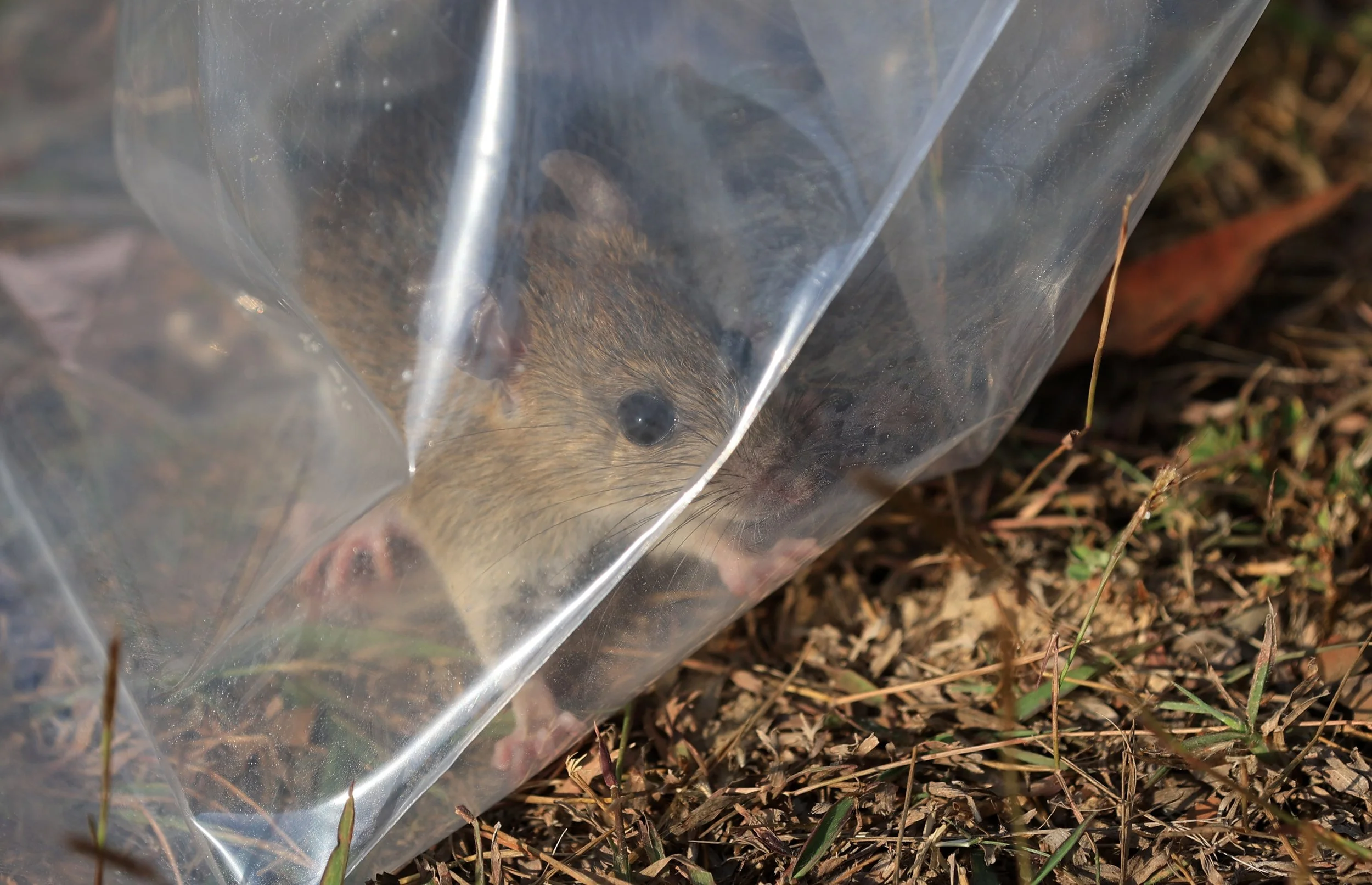 Small Field Rats Little Indochinese Field Rat (Rattus sakeratensis) Kaeng Krachan ...