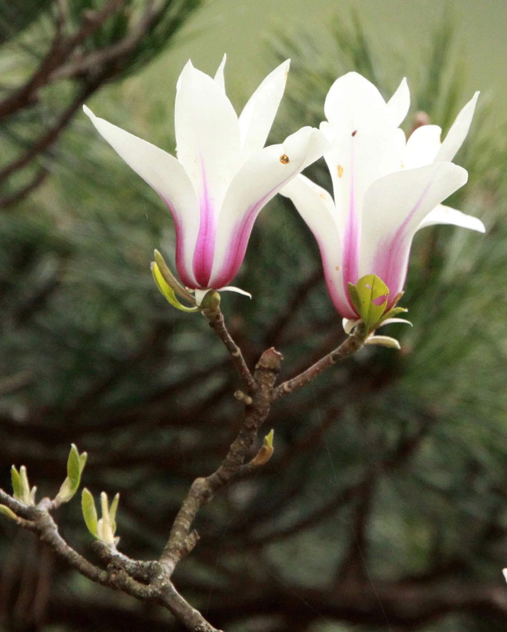 HUANGSHAN NATIONAL PARK ANHUI PROVINCE CHINA (272).JPG