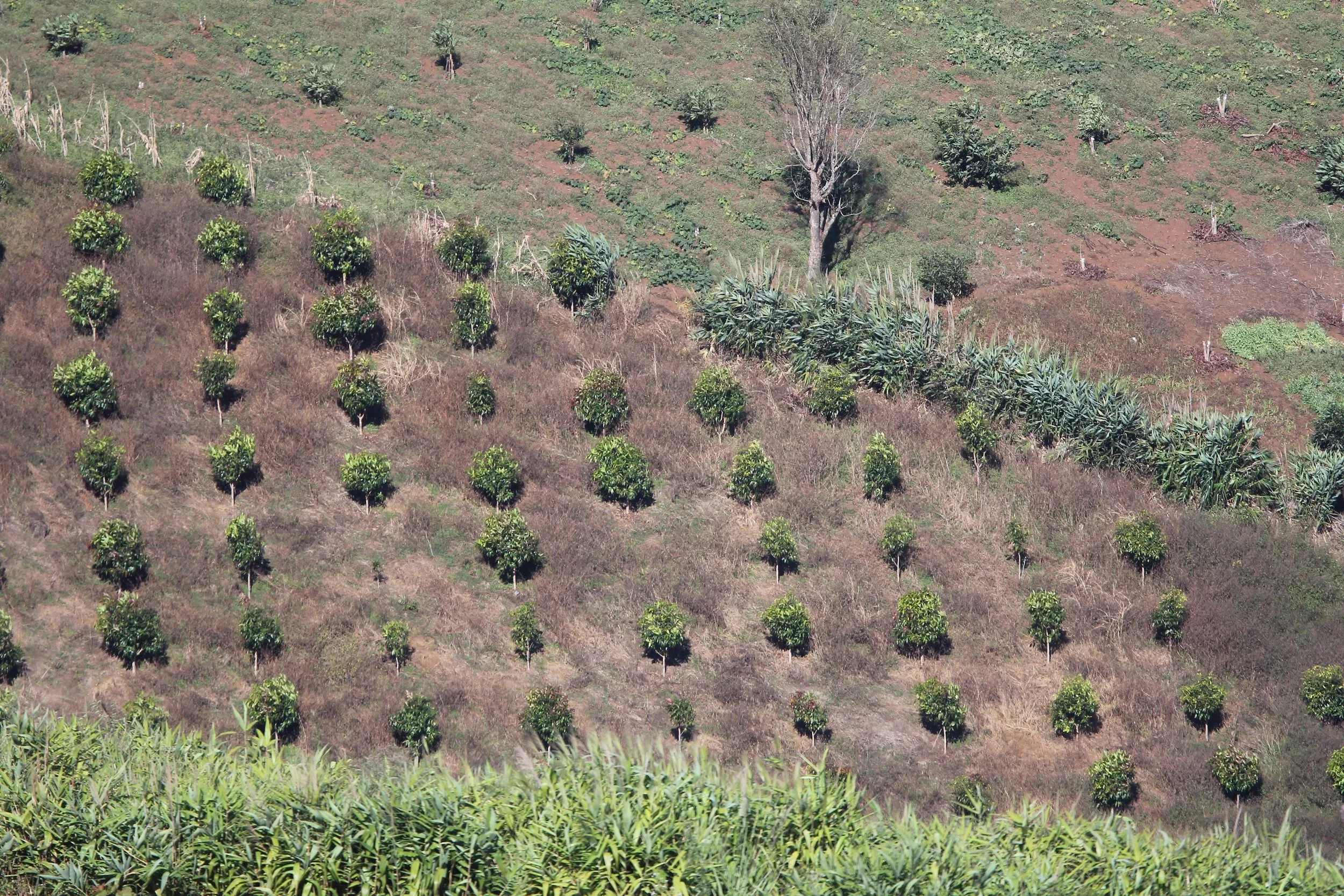 Chiang Mai - oranges.JPG