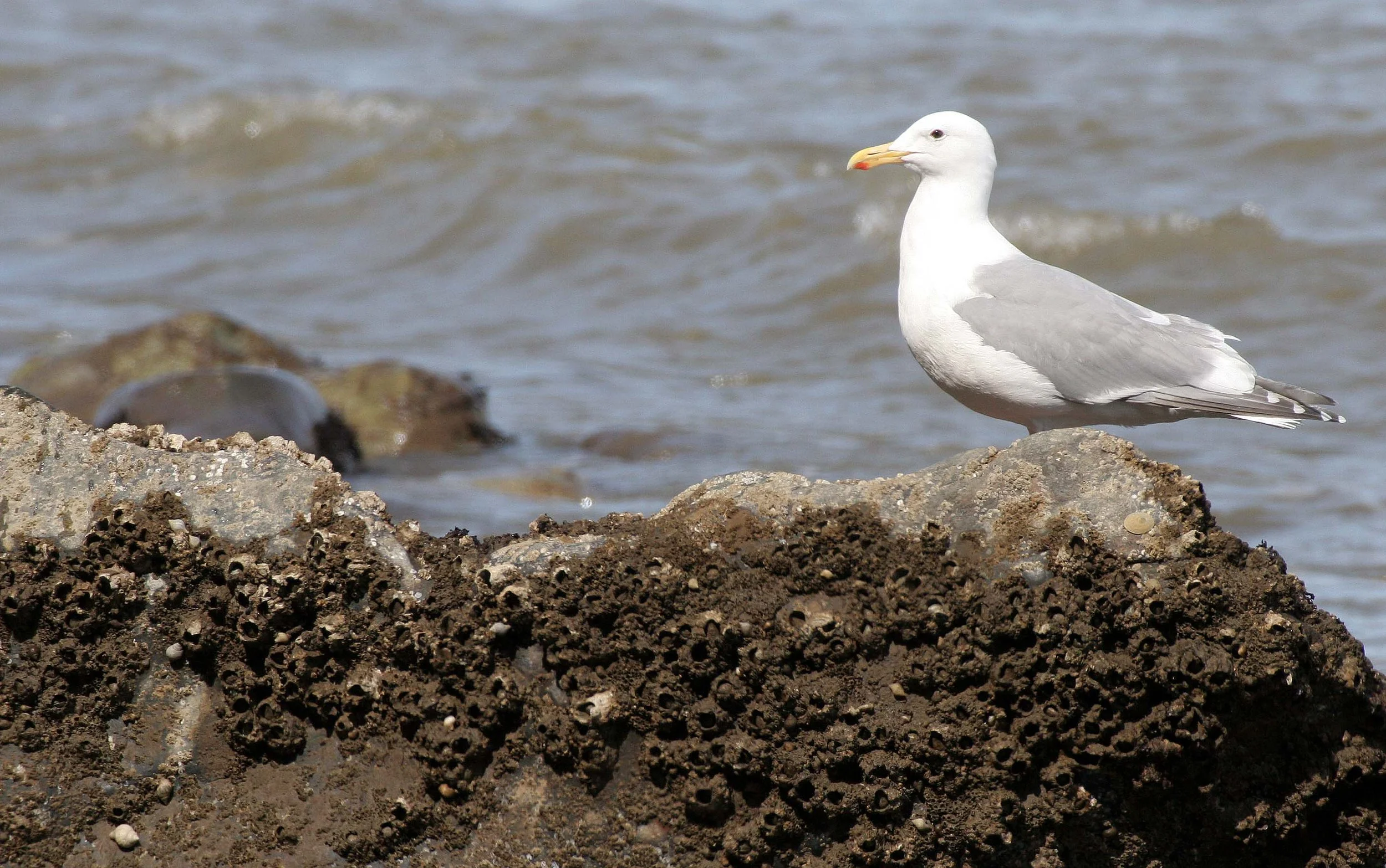 BIRD - GULL - GLAUCOUS-WINGED GULL - LAKE FARM BEACH WA (6).JPG