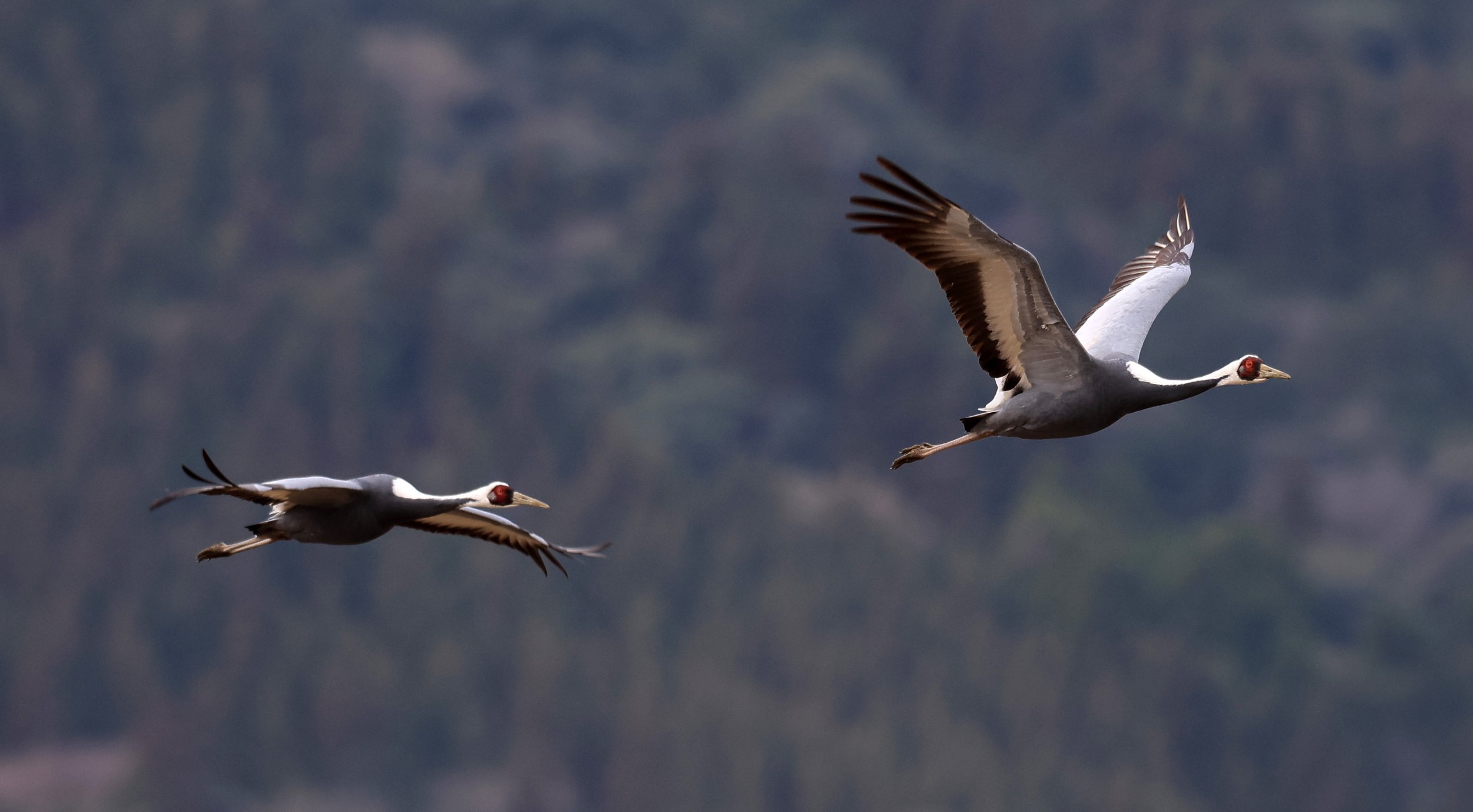 White-naped Crane (Antigone vipio) Izumi Crane Park & Center, Izumi Kagoshima Kyushu Japan (328).jpg