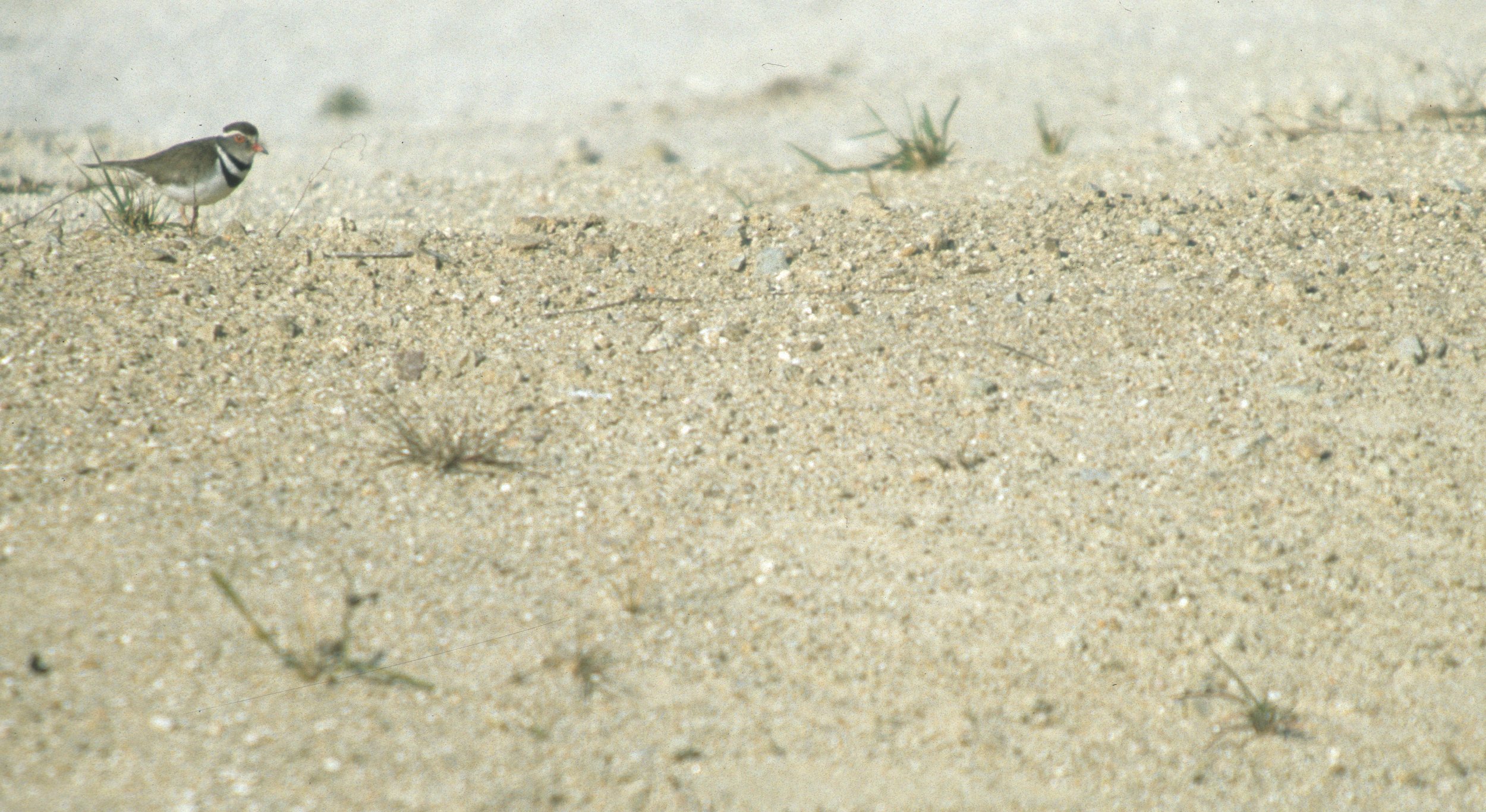 BIRDS - PLOVER - THREEBANDED - NAMIBIA.jpg