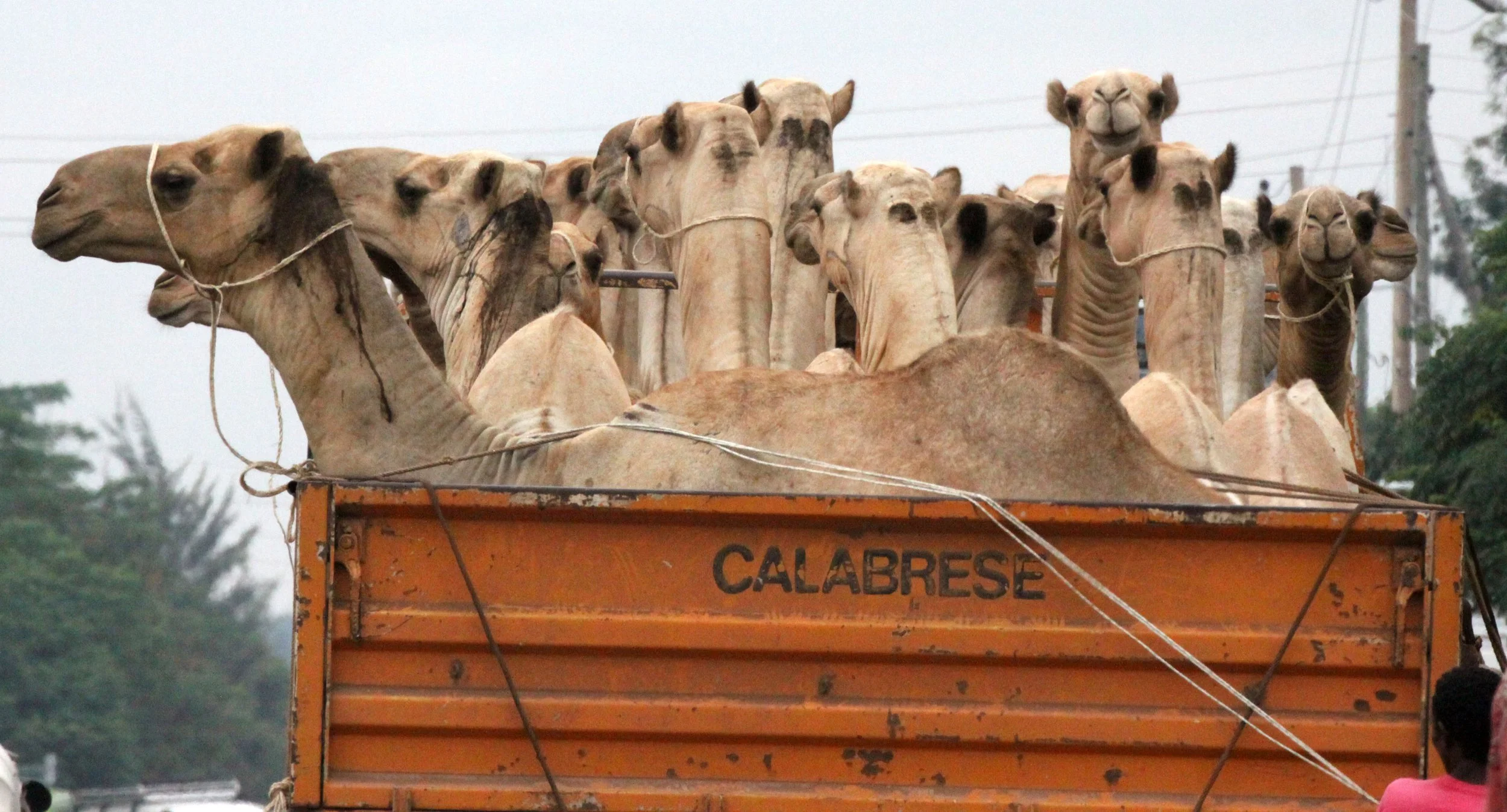 LAKE AWASSA ETHIOPIA (81).JPG