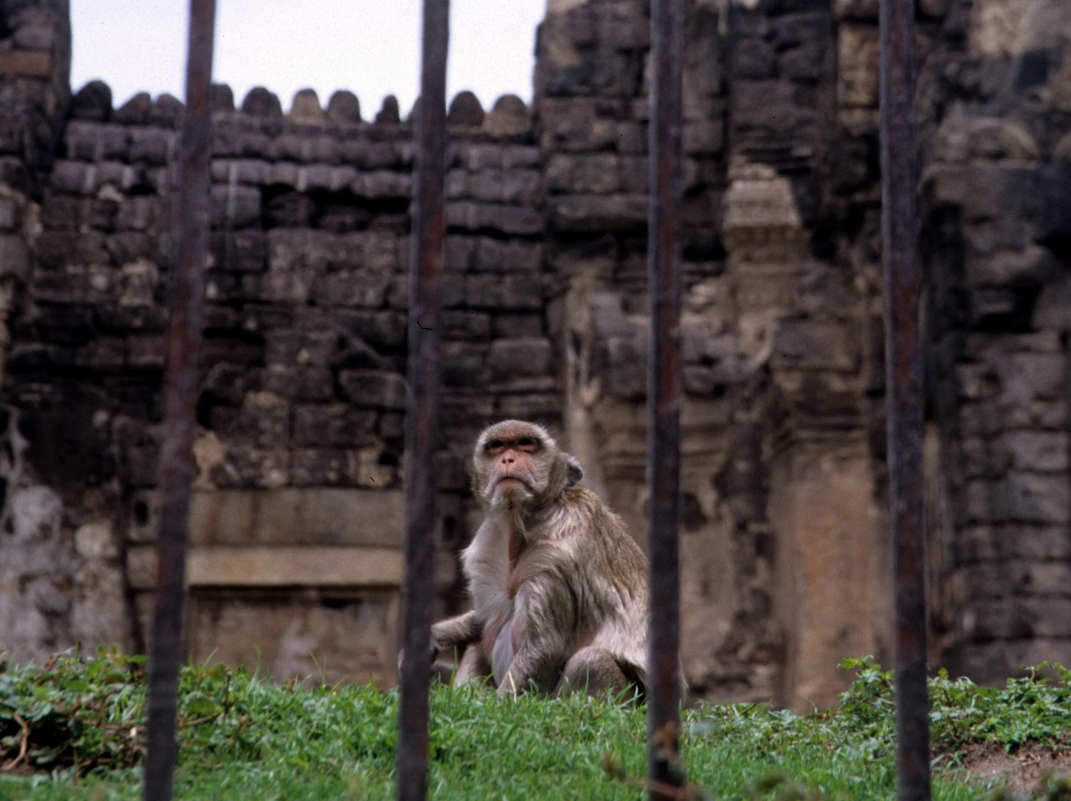 LOPBURI - MONKEY TEMPLE B1.jpg