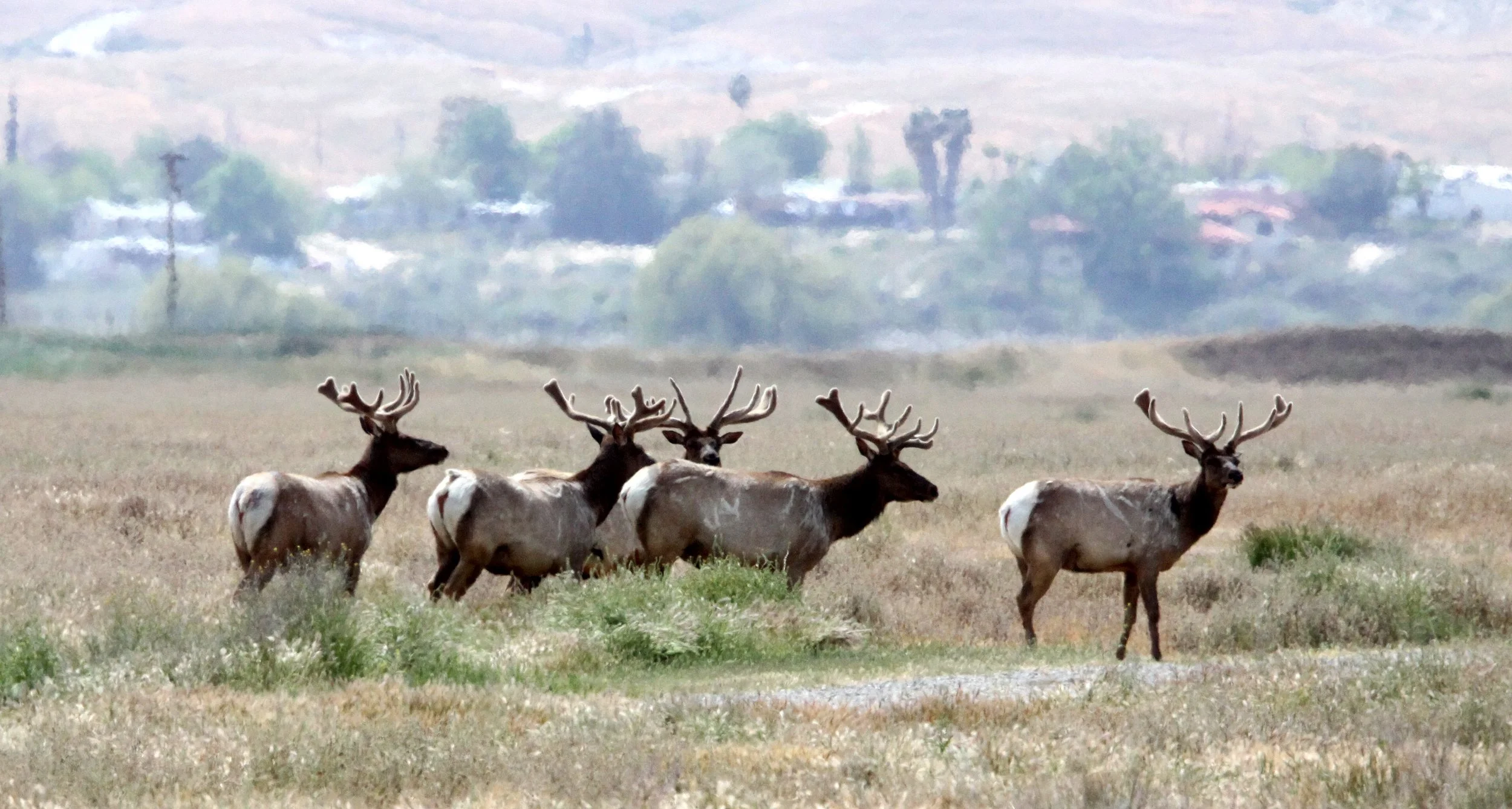 Cervus canadensis nannodes - TULE ELK - KERN COUNTRY TULE ELK RESERVE CALIFORNIA (14).JPG