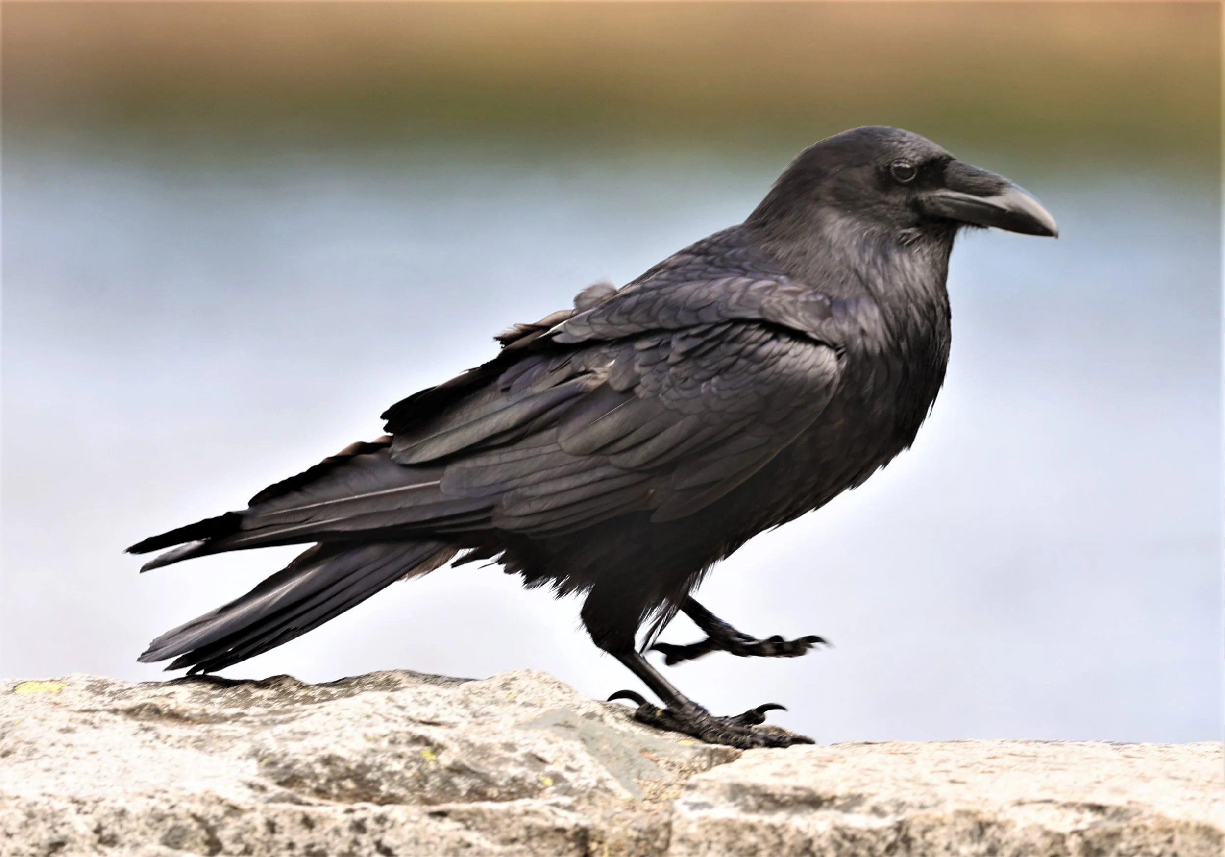 Genus Corvus Raven Species Coke Smith Wildlife genus-corvus-raven-species-coke-smith-wildlife