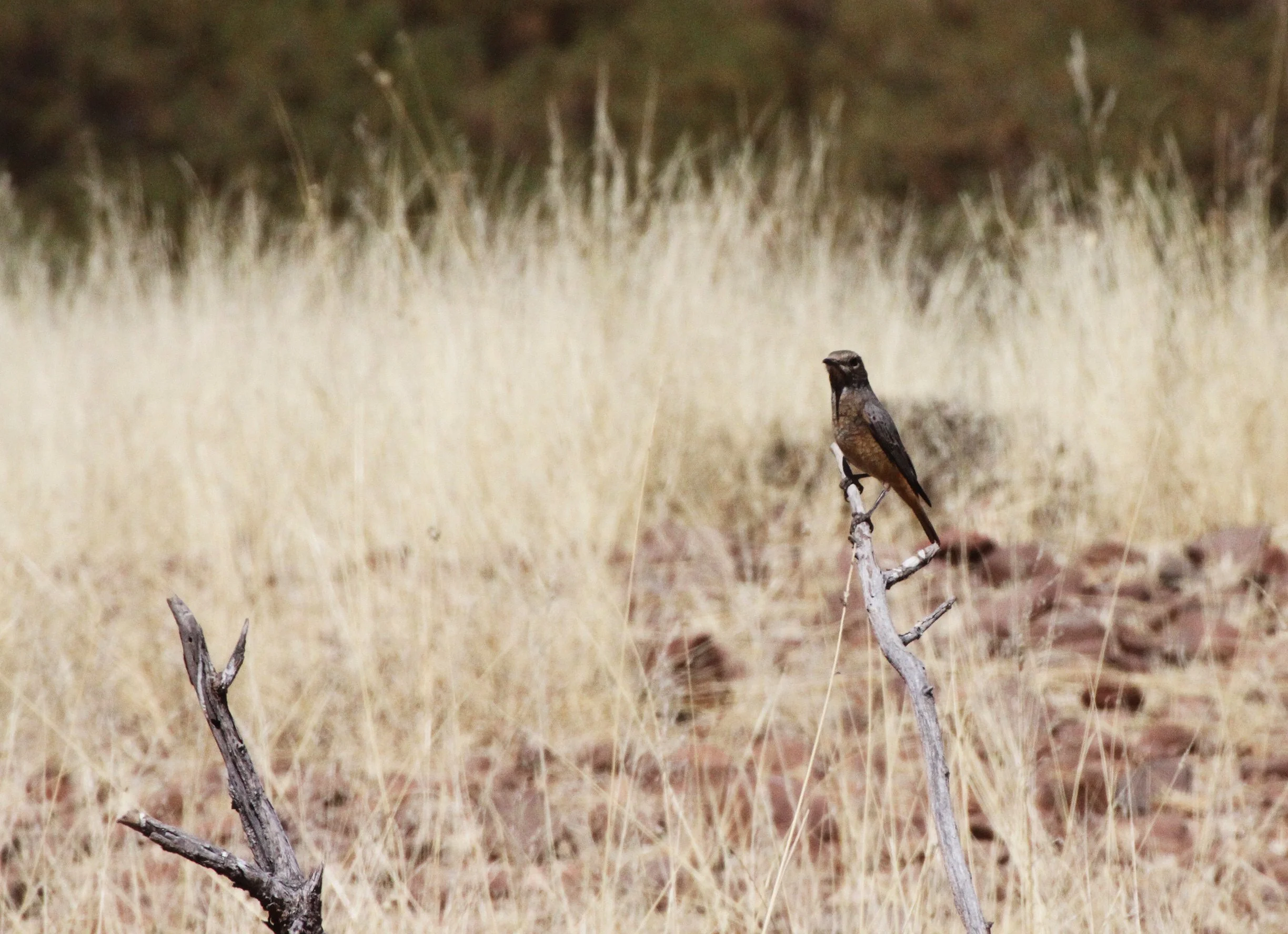 BIRD - ROCK-THRUSH - SHORT-TOED ROCK-THRUSH - DAMARALAND NAMIBIA (2).JPG