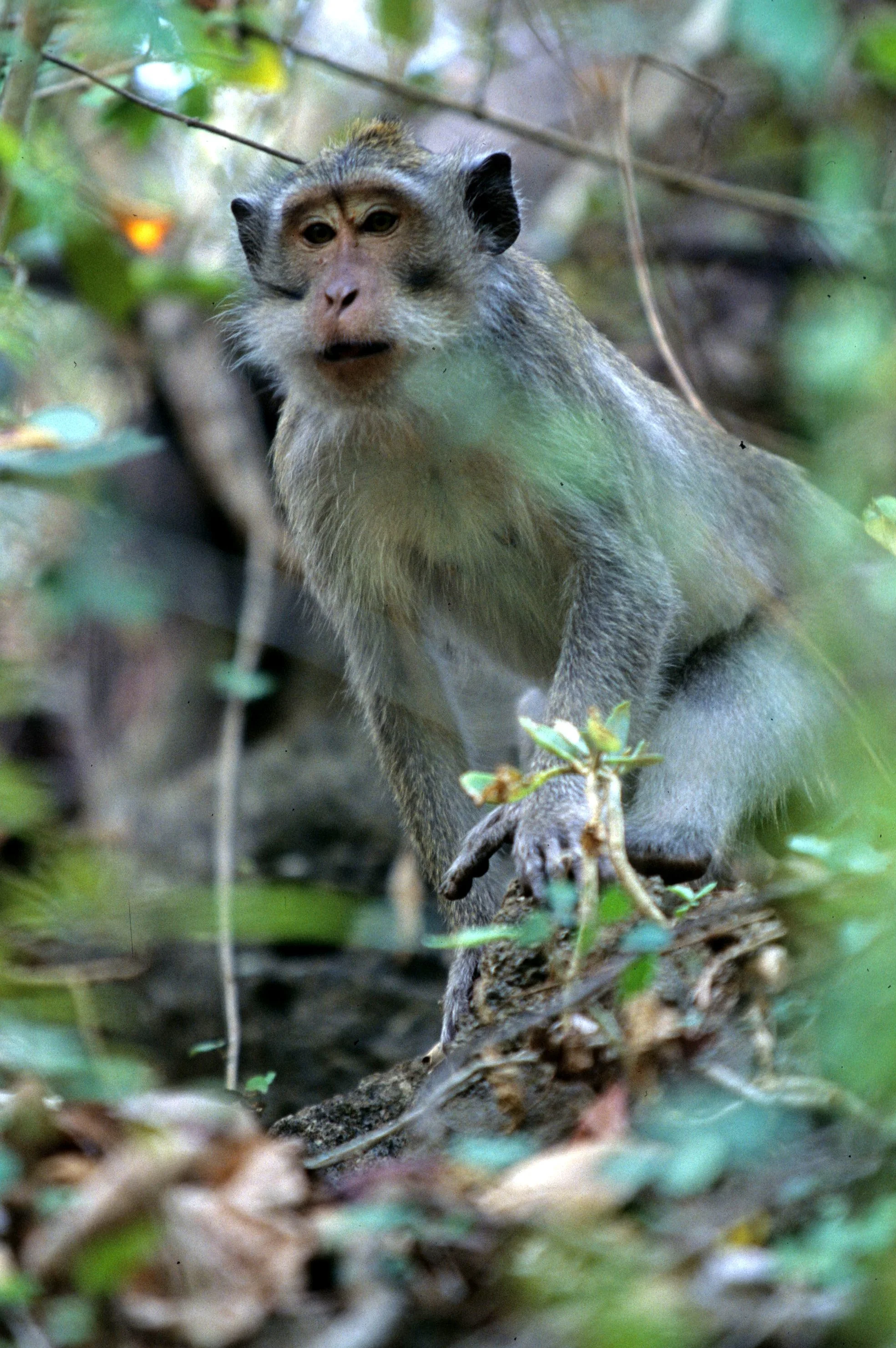 PRIMATE - MACAQUE SPECIES - BALI BARAT NP INDONESIA.jpg