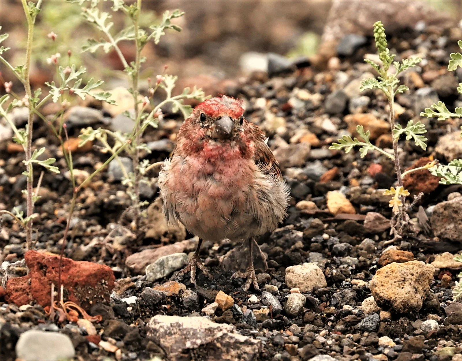 House Finch (Haemorhous mexicanus) Mammoth Lakes, Sierra Nevada Mountains, California (3).jpg