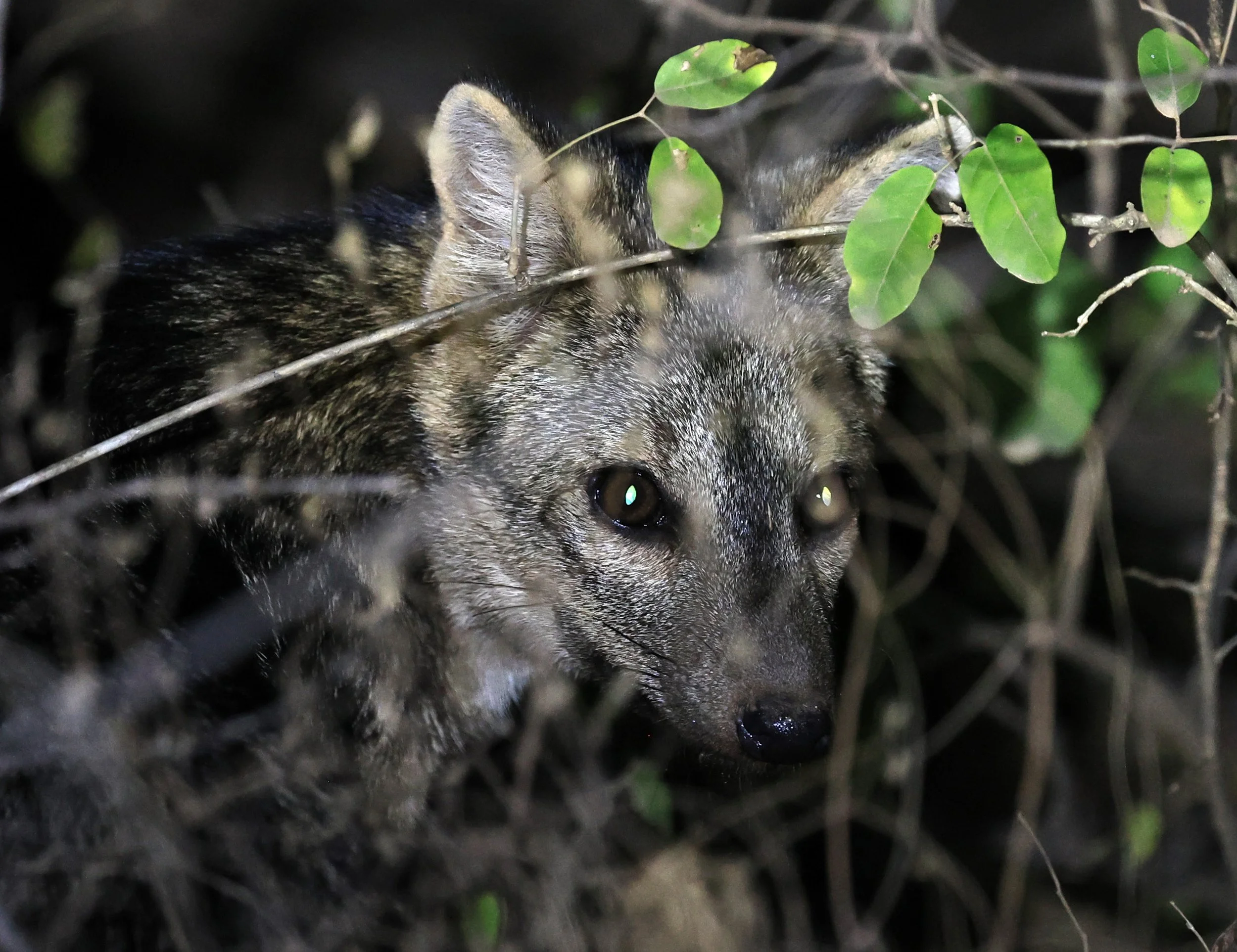 Crab-eating Fox (Cerdocyon thous) Agua Dulce Paraguay (66).jpg