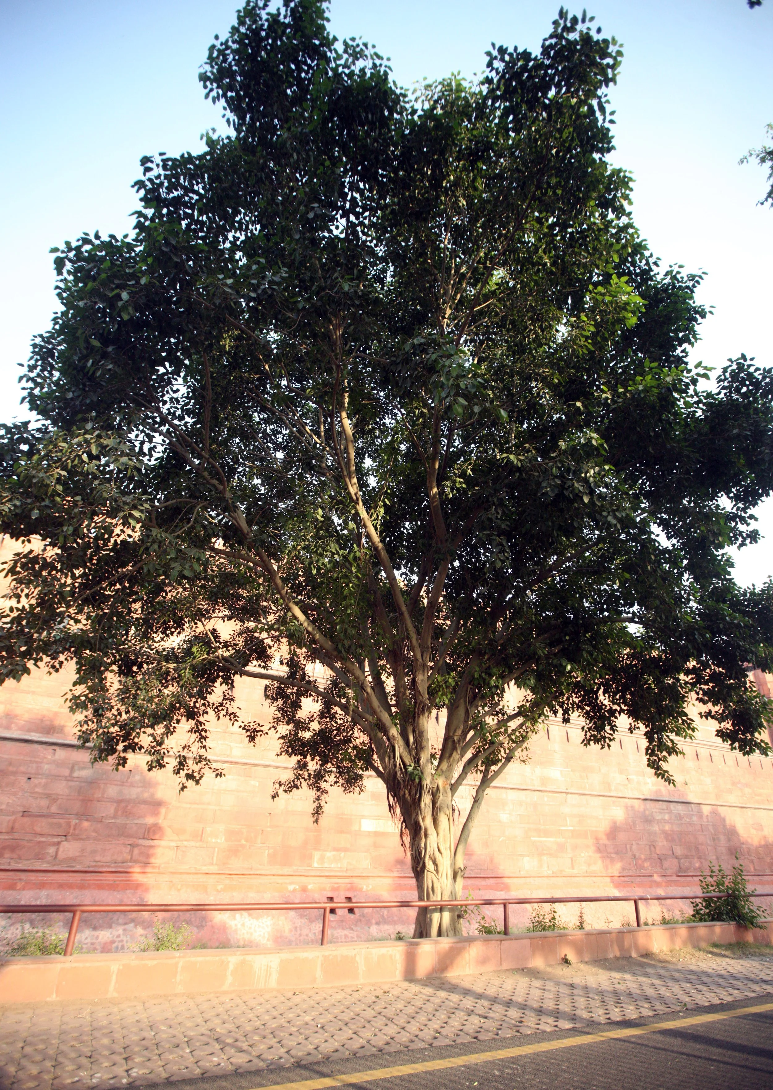 OLD DELHI INDIA - SNOW LEOPARD TRIP 2014 (39).JPG