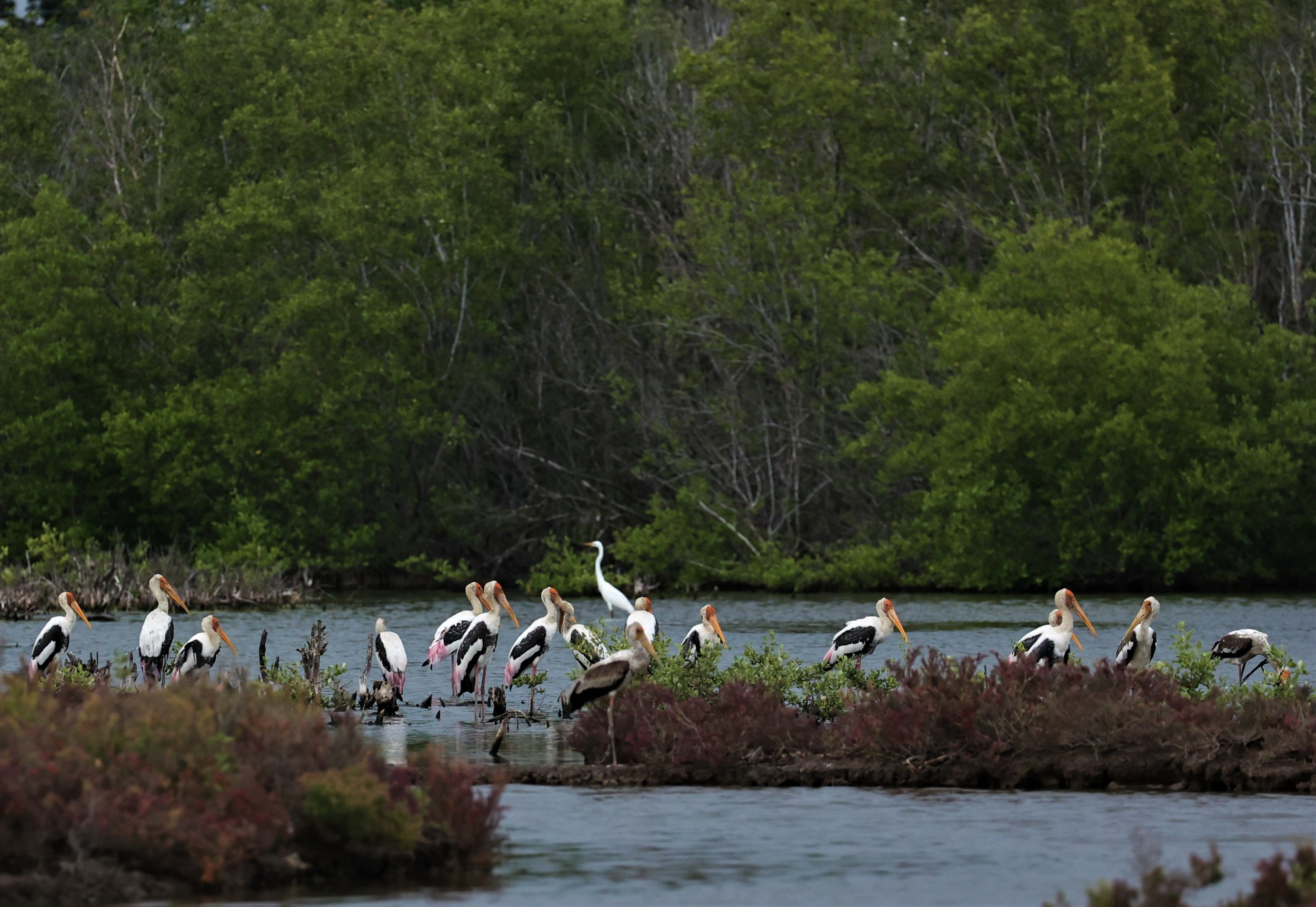 STORK - PAINTED STORK - Mycteria leucocephala - BANG PU JUNE 2022.jpg