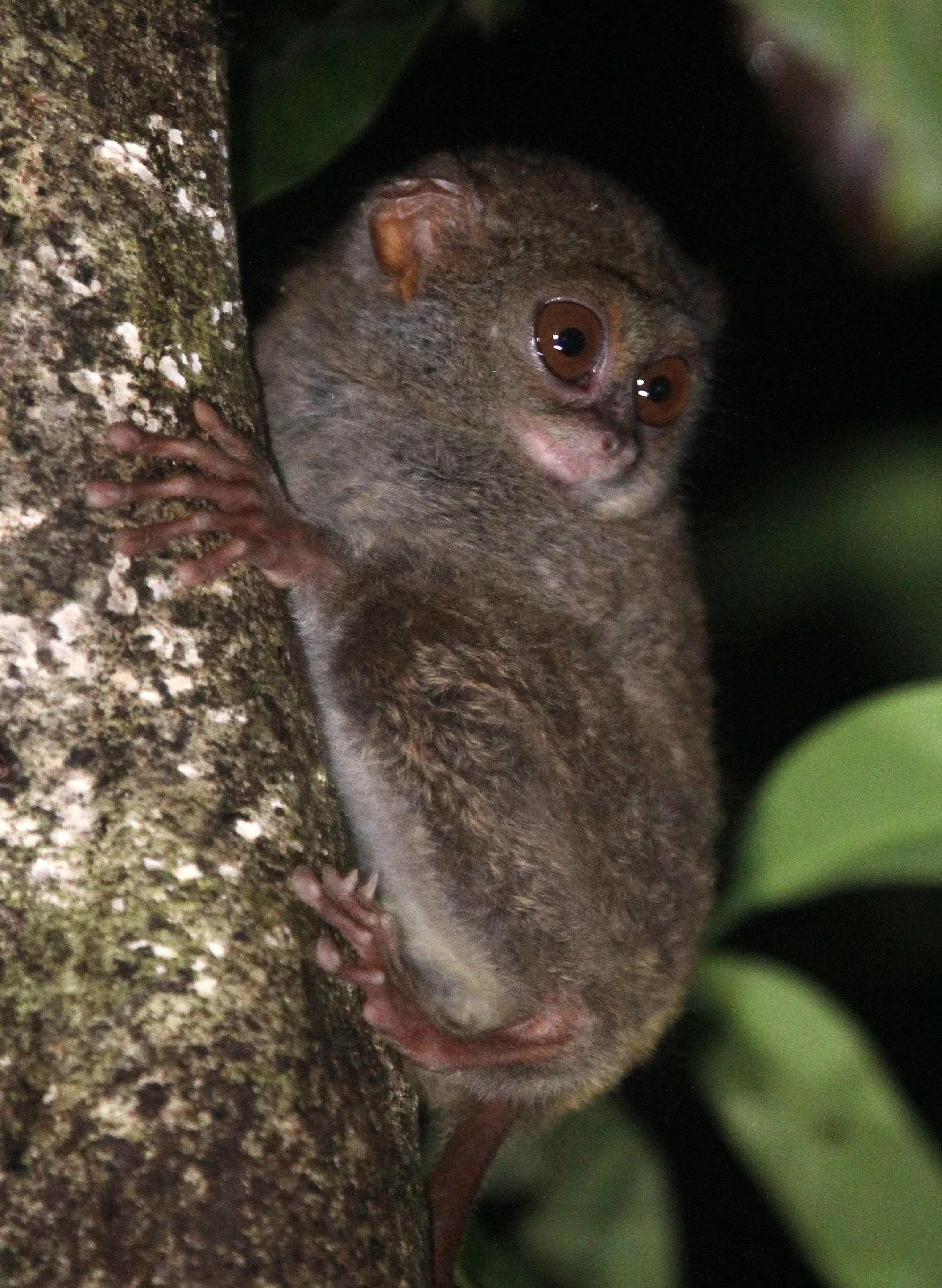 TARSIIDAE - Tarsius tarsier - SELAYAR (SPECTRAL) TARSIER - TANGKOKO NATIONAL PARK SULAWESI INDONESIA (89).JPG