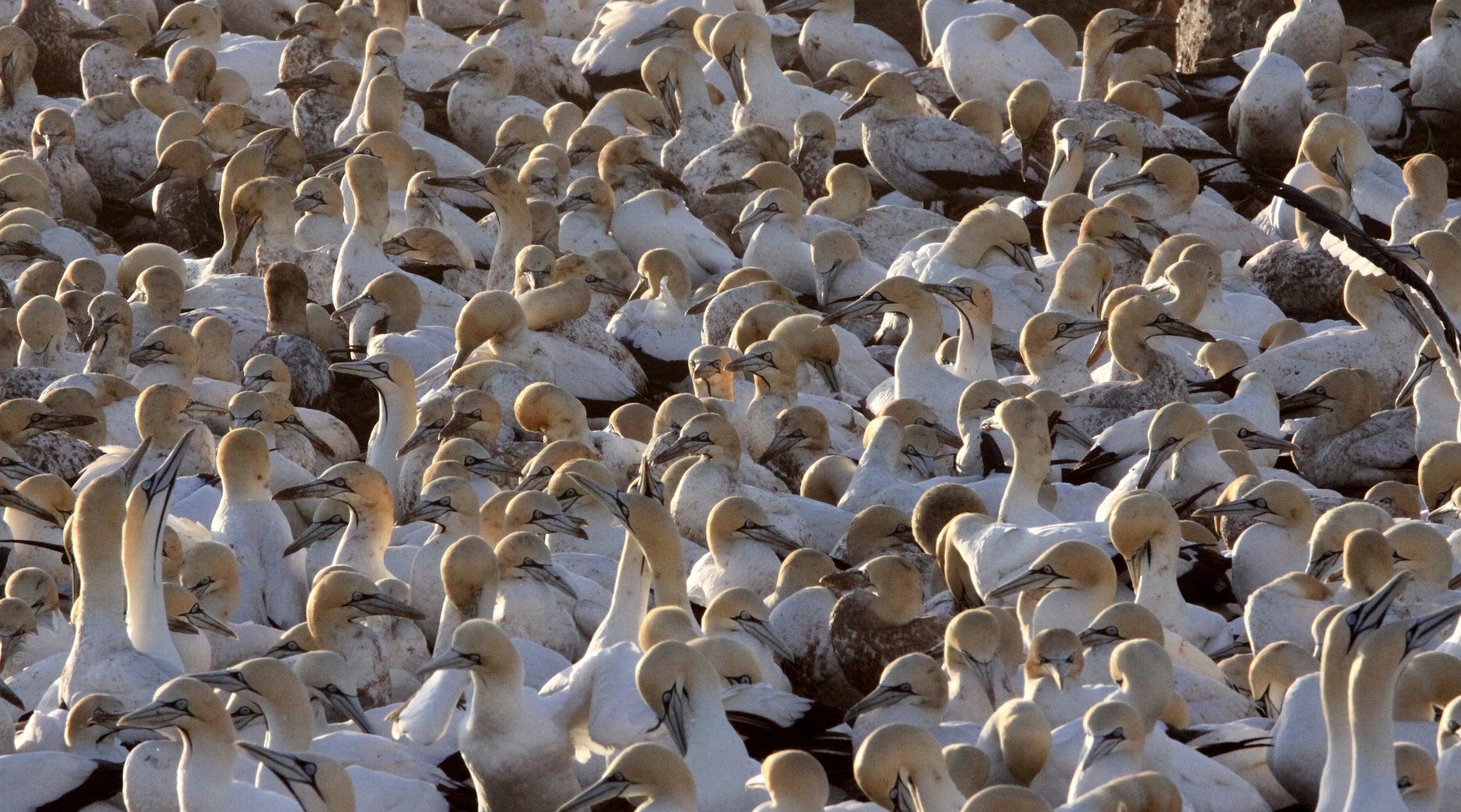 Cape gannet (Morus capensis) Lambert's Bay South Africa (107).JPG