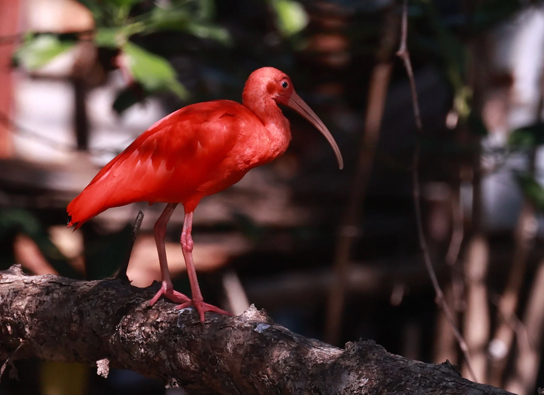 Ibis - Scarlet Ibis - Eudocimus ruber - 29 Songkaow Cafe, Chachoengsao Thailand (135).jpg