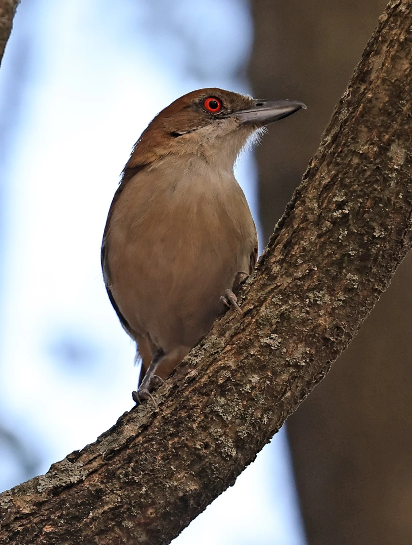 Great Antshrike (Taraba major) Hotel Campestre Iparoma Paraguay (1).jpg