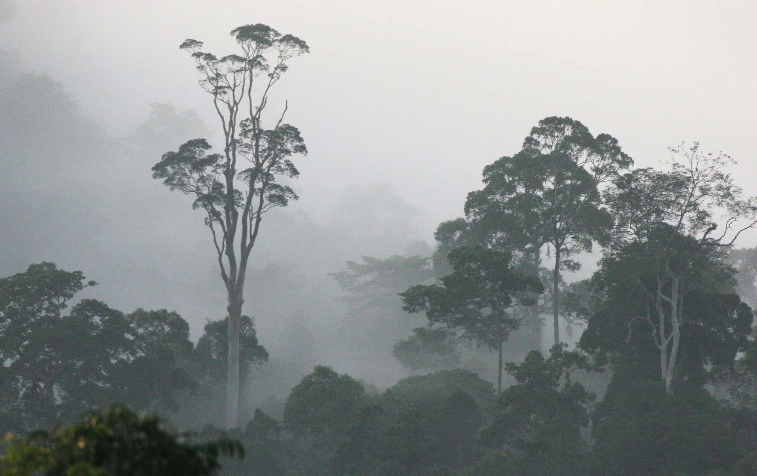 DANUM VALLEY BORNEO - SUNRISE OVER THE DANUM (66).JPG