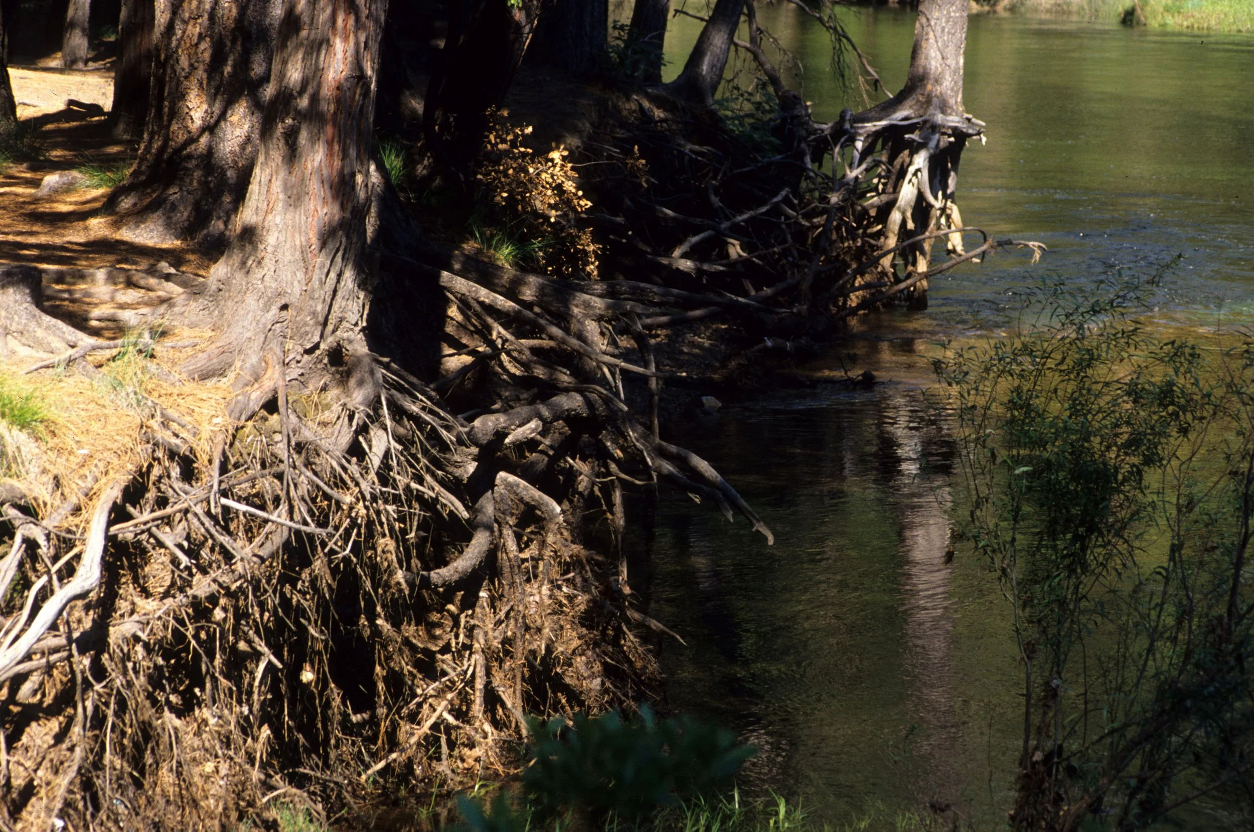 CALIFORNIA - YOSEMITE - MERCED RIVER A (2).jpg