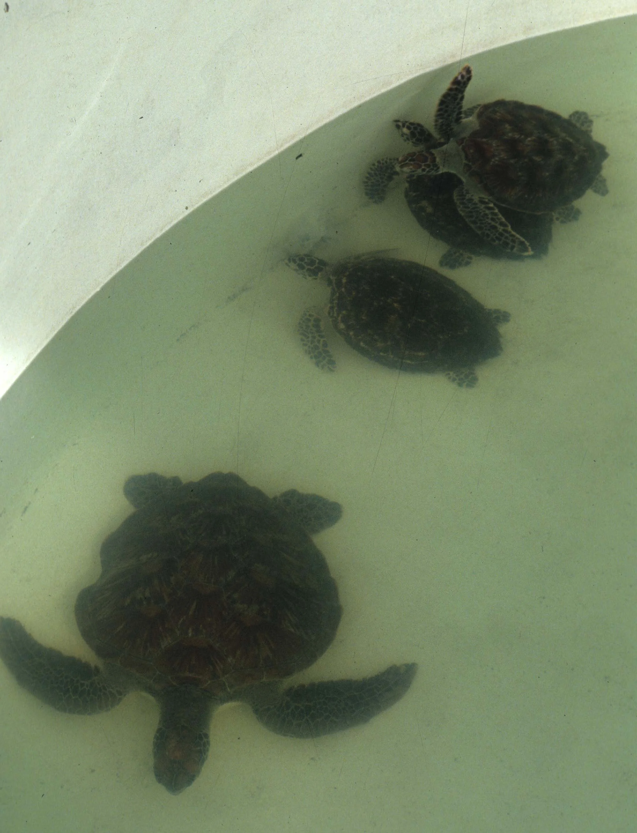 WILDLIFE - SEA TURTLES - HAWKSBILL.jpg
