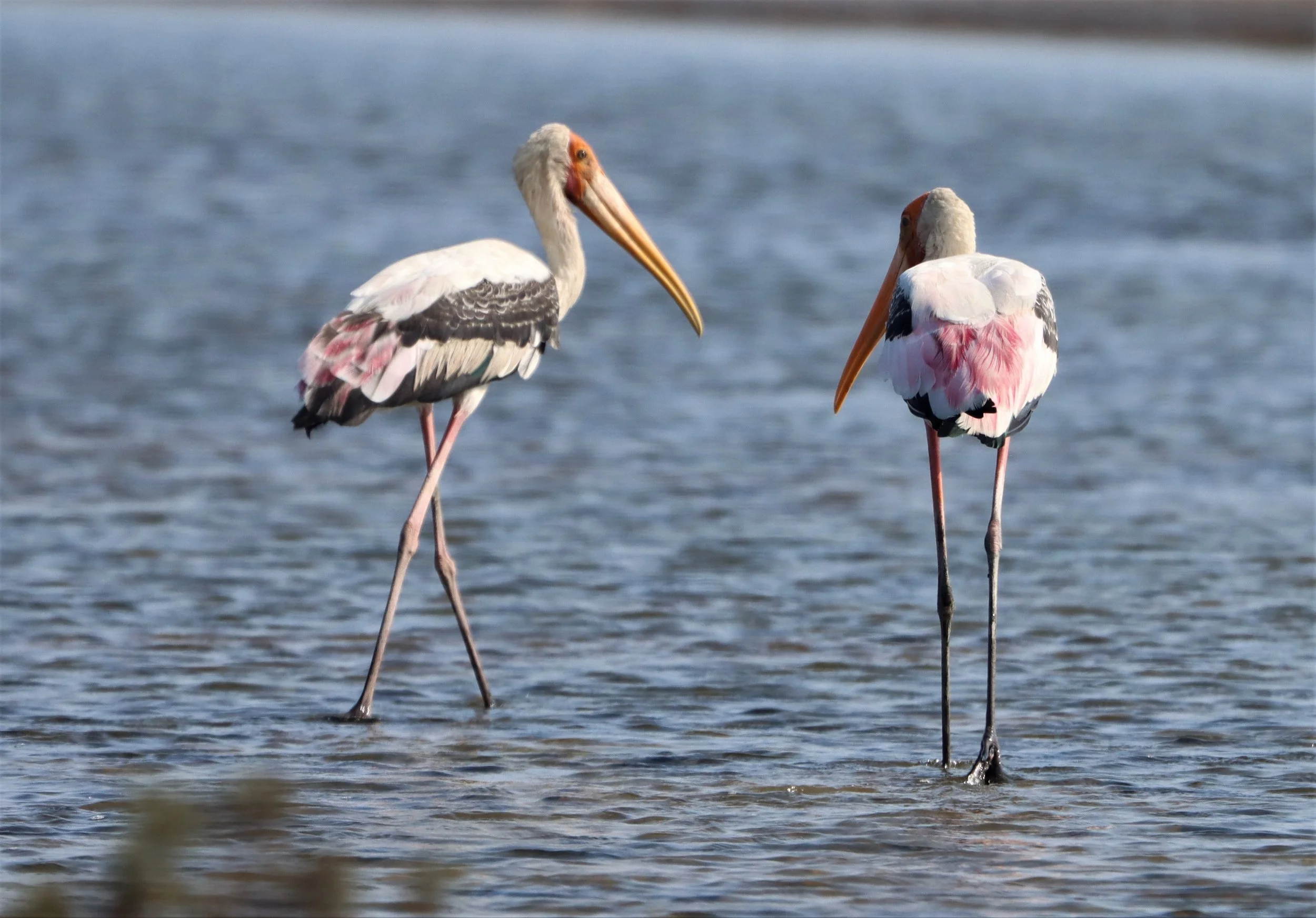 STORK - PAINTED STORK - Mycteria leucocephala - BANG PAKONG SALT PANS CHACHOENGSAO WEST OF RIVER (11).jpg