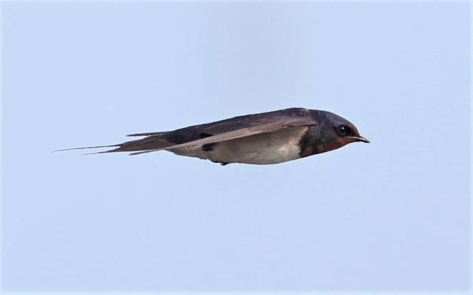 Barn Swallow (Hirundo rustica) Thap Yao Rice Fields Lat Krabang Bangkok (60).jpg