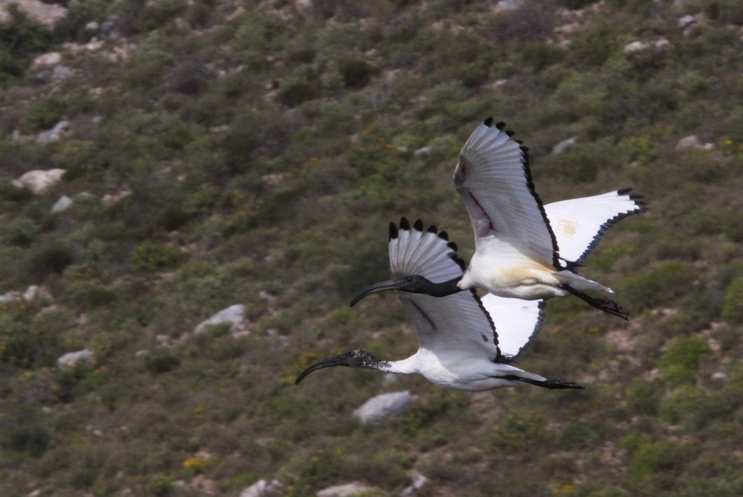 IBIS - AFRICAN SACRED IBIS - Threskiornis aethiopicus - ELAND'S BAY SOUTH AFRICA (3).JPG