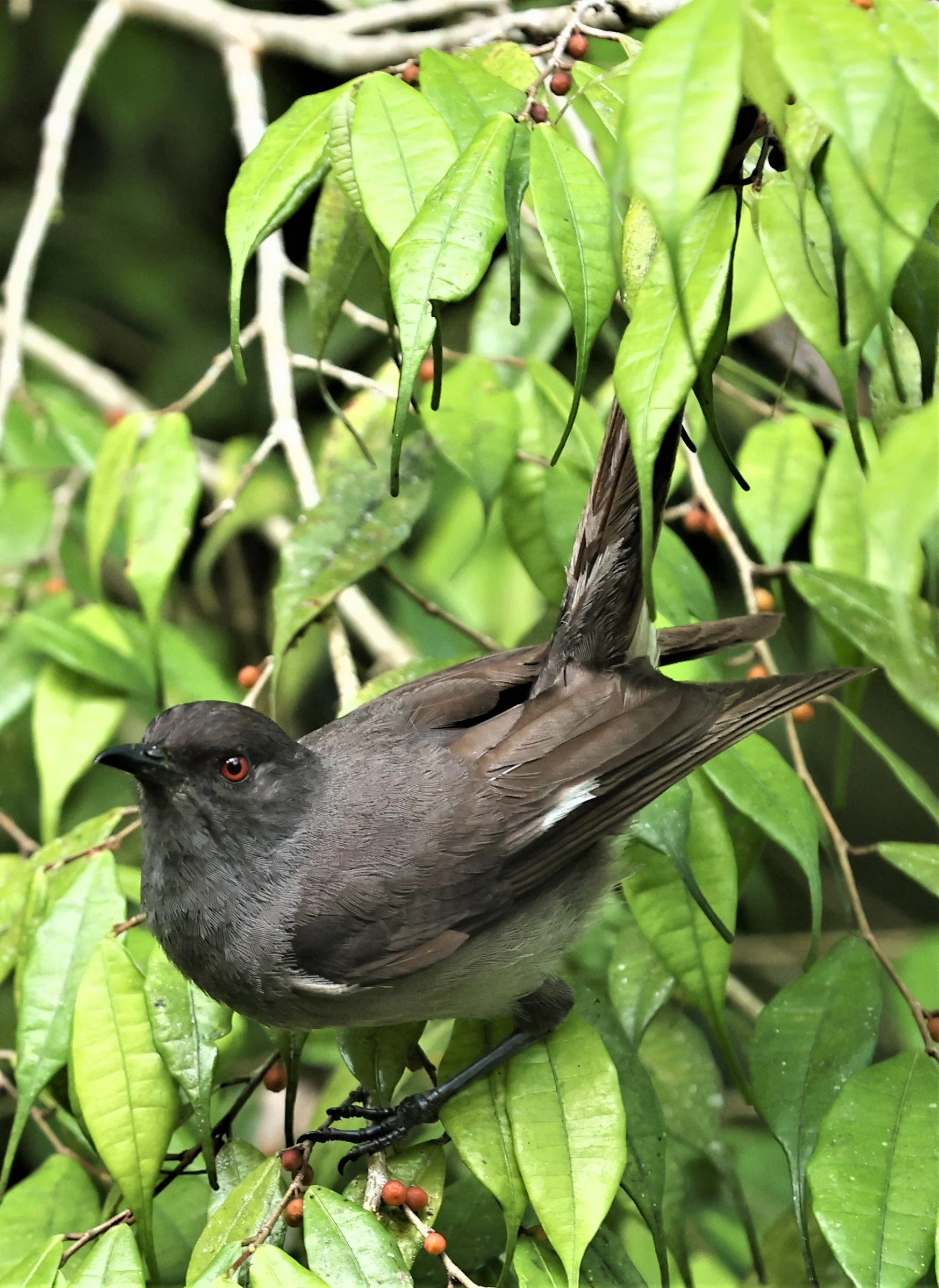 Heterophasia picaoides - LONG-TAILED SIBIA - FRASER'S HILL, MALAYSIA JUNE 2022 (58).jpg