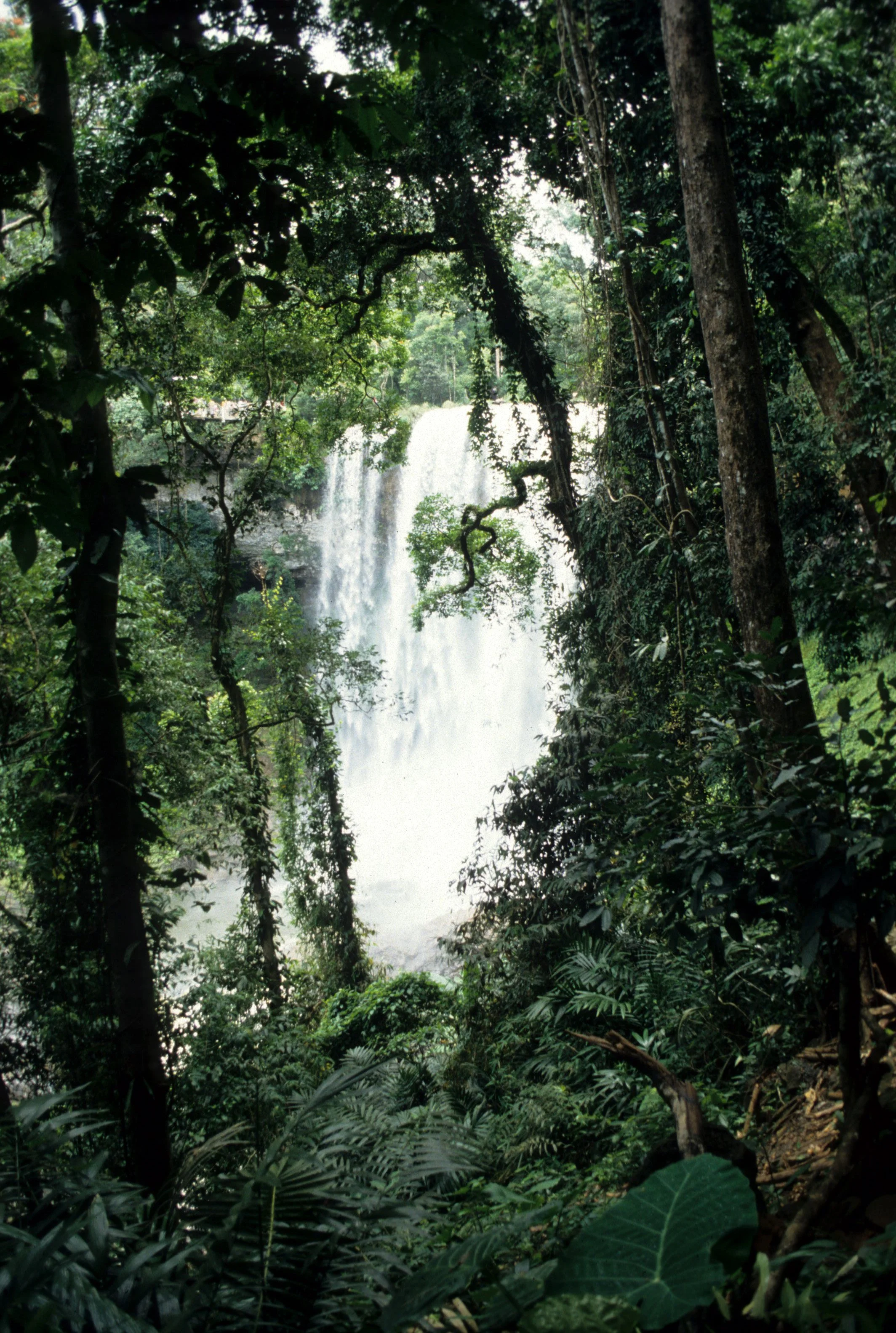 NAM CAT TIEN NP - CENTRAL HIGHLANDS.jpg