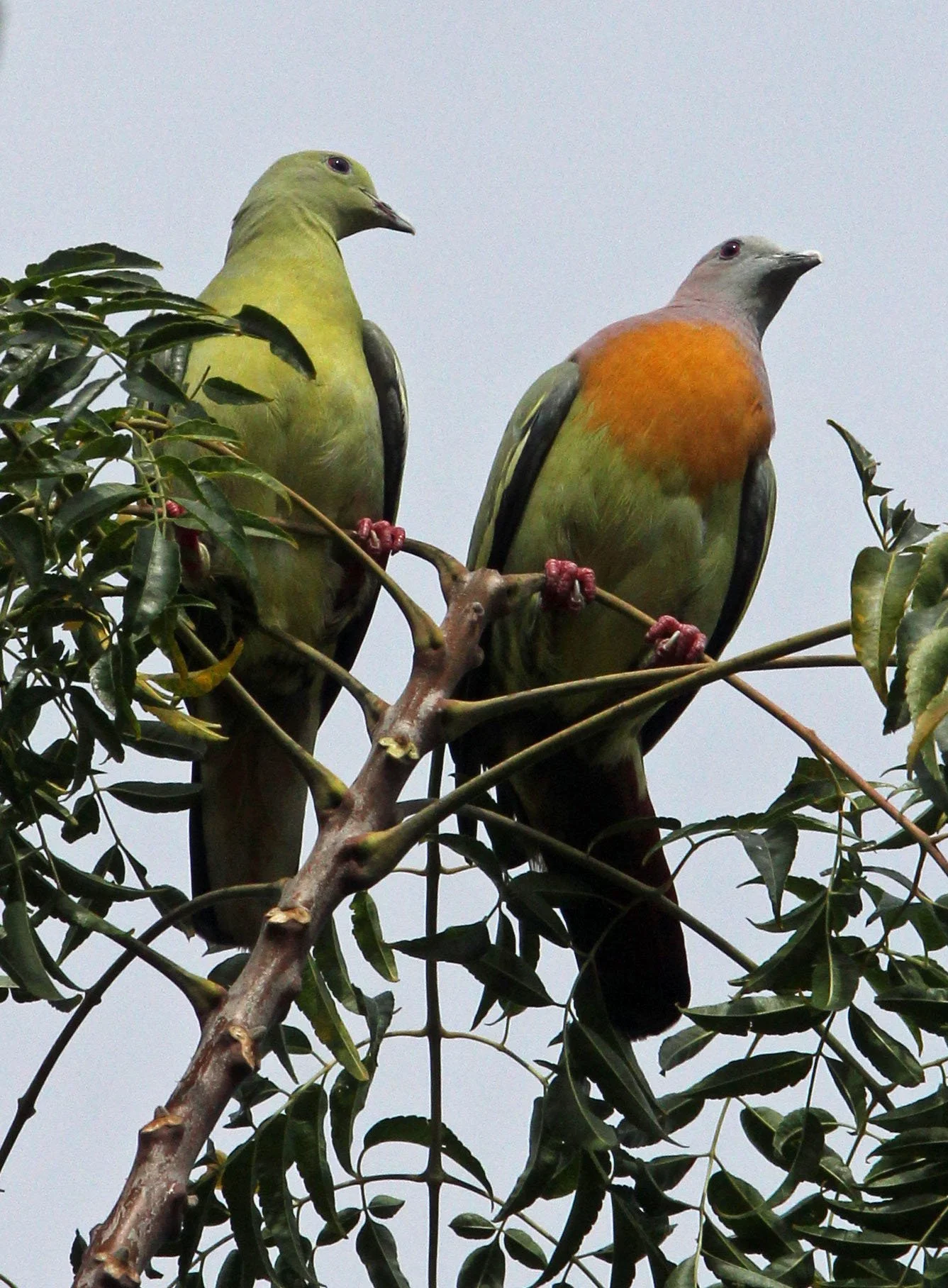 Pink-necked green pigeon (Treron vernans) Tangkoko NP Sulawesi Indonesia (11).JPG