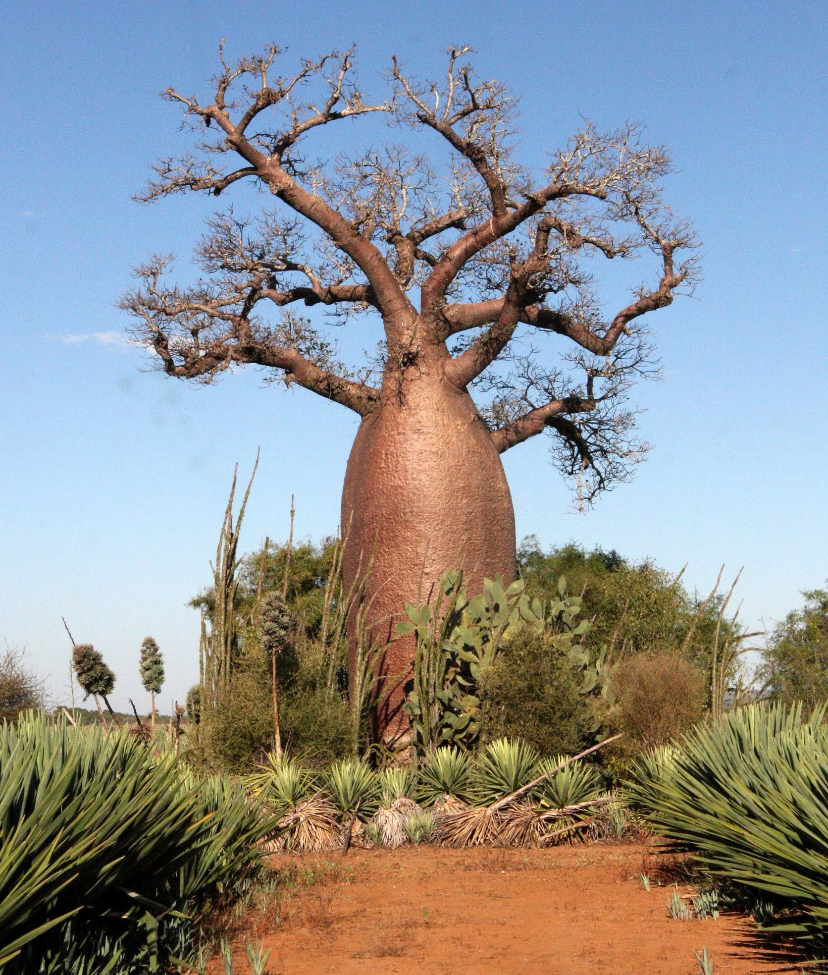 PLANT - BAOBAB - ADANSONIA RUBROSTIPA - BOTTLE BAOBAB - BERENTY RESERVE MADAGASCAR (2).JPG