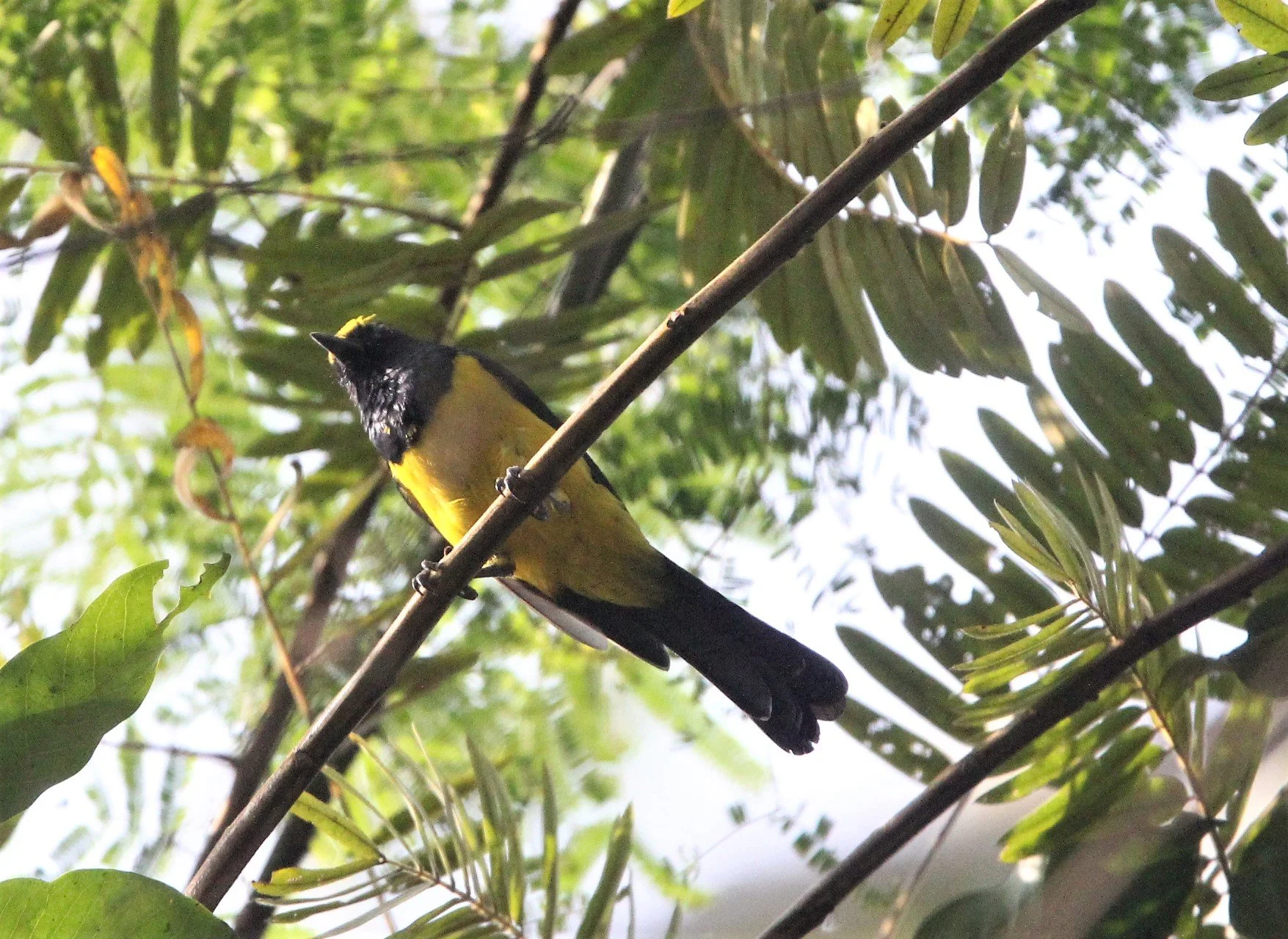 Sultan Tit (Melanochroa sultanea) Kaeng Krachan National Park, Thailand (47).jpg