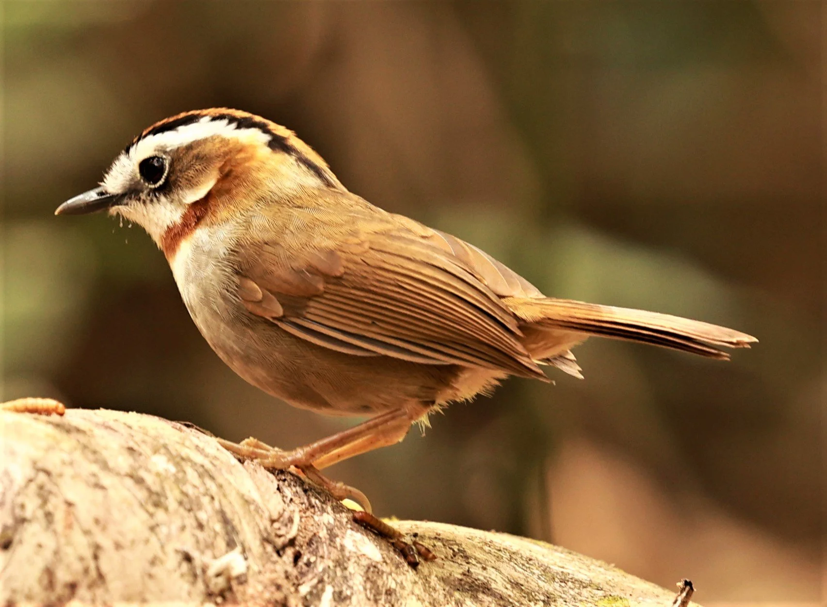 FULVETTA - RUFOUS-NECKED FULVETTA - Schoeniparus rufogularis - PHU SUAN SAI NATIONAL PARK LOEI PROVINCE (40).jpg