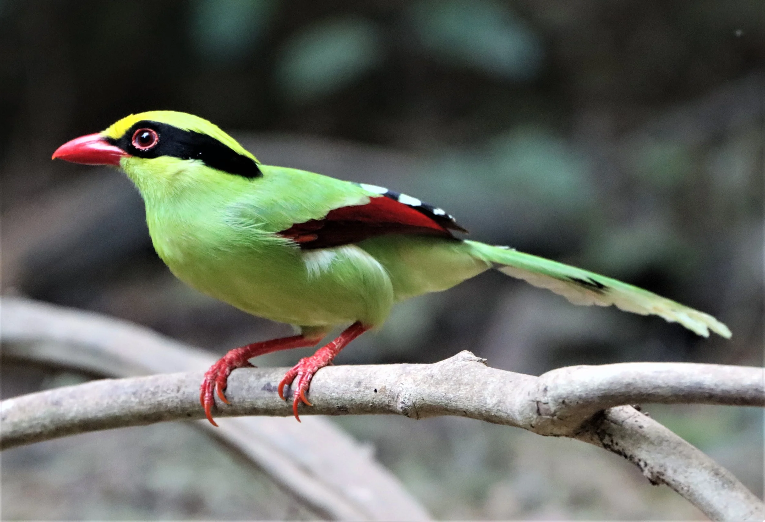 MAGPIE - COMMON GREEN MAGPIE - Cissa chinensis - NEUNG HIDE KAENG KRACHAN (25).jpg